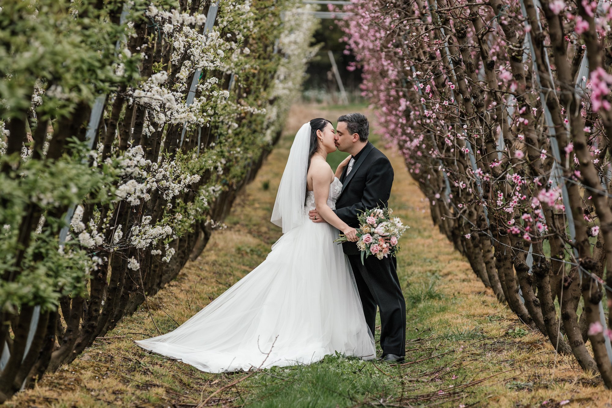 A bride and groom kiss in a vineyard with blooming pink and white blossoms on the vines.
