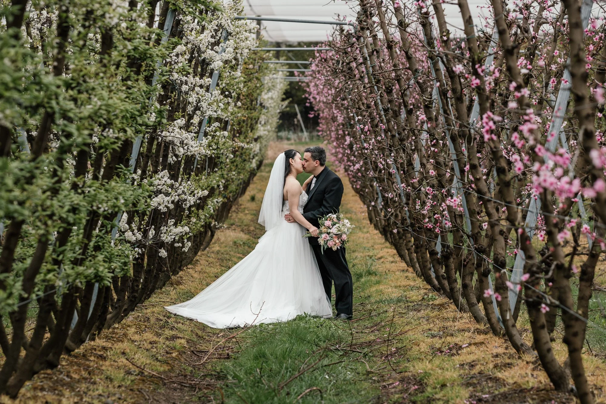 A bride and groom share a kiss in an orchard of pink and white blooming trees, with the bride wearing a white wedding gown and holding a bouquet, and the groom dressed in a black suit.