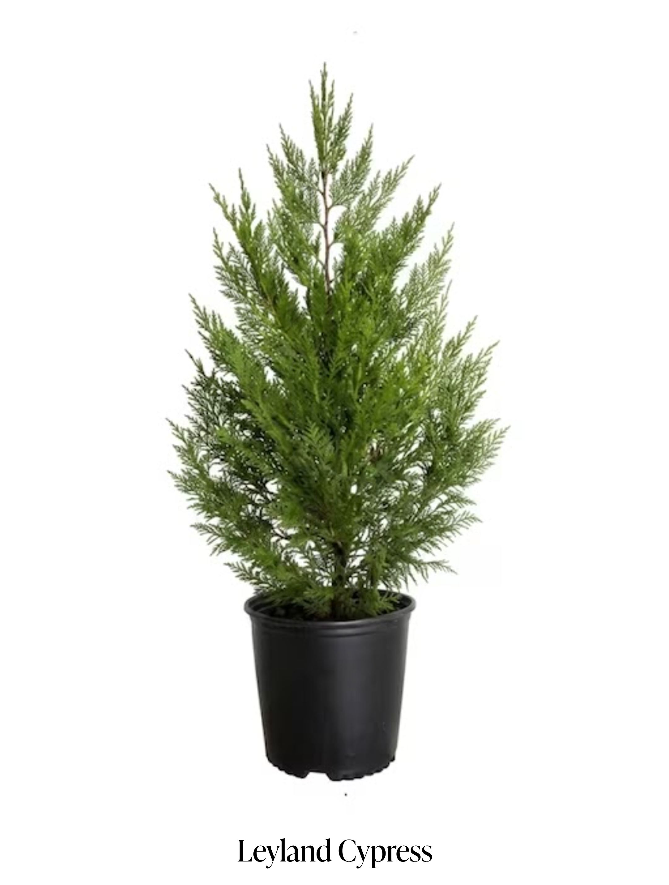 Leyland Cypress.png
