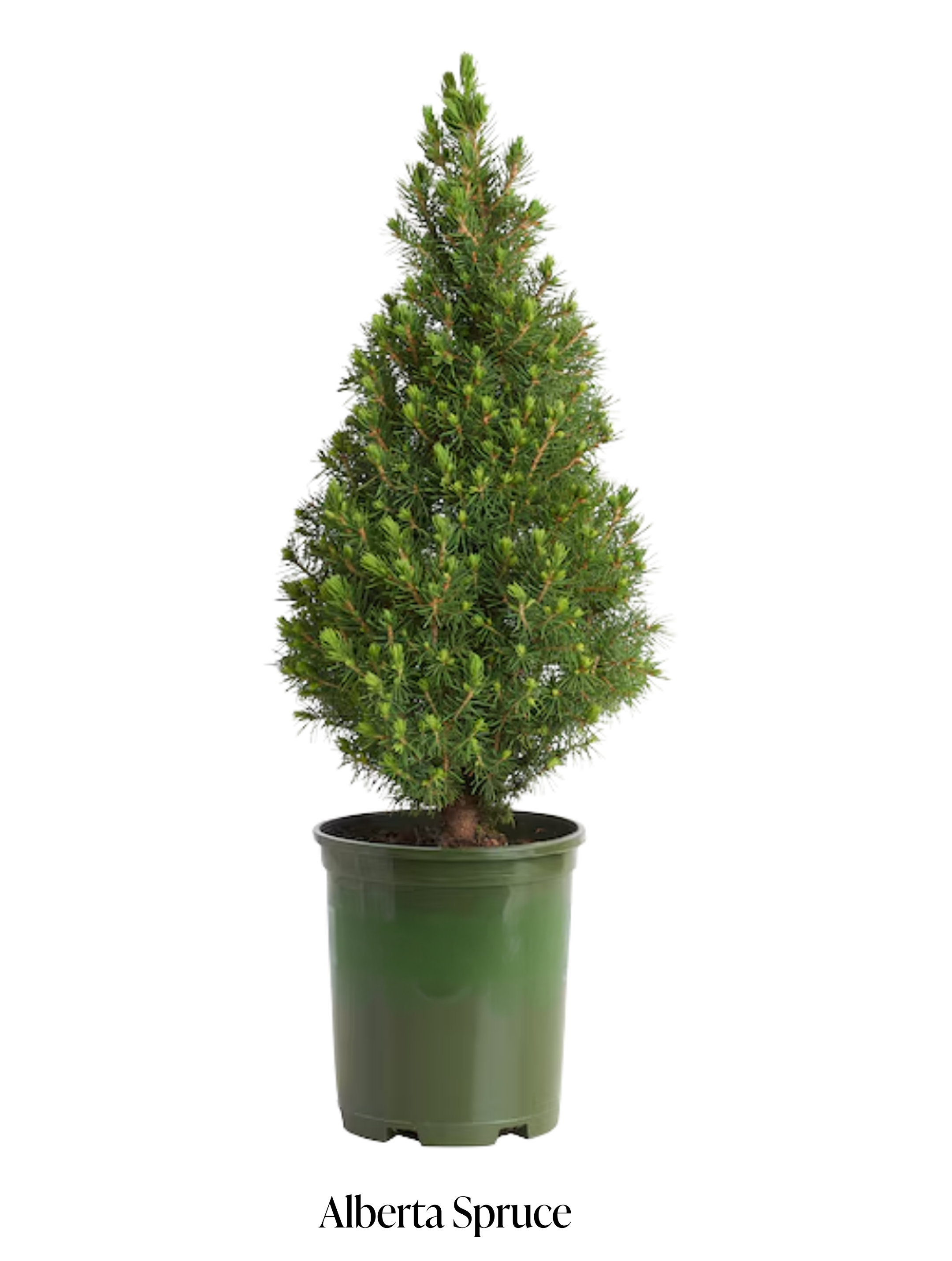 Alberta Spruce.png