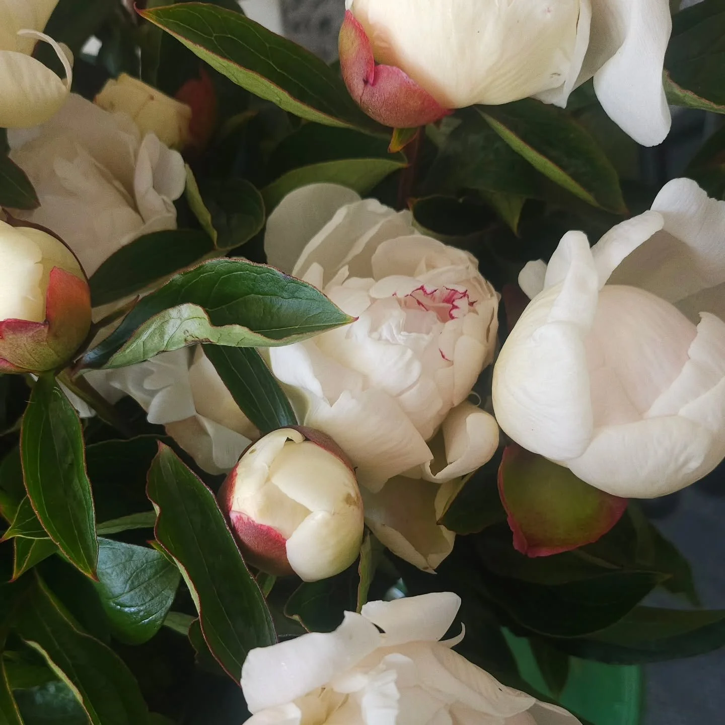 First in the door gets 5 peonies.
No catch. Just come say hi.

Tuesday November 4th. From 10am 
6 Bannister St. Masterton