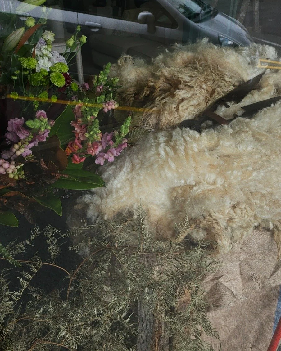 @the_golden_shears start today!