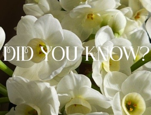 Did you know narcissus can&rsquo;t share a vase? 
Their sap hits the water, and every other flower taps out early. 
Kind of perfect for a bloom named after a man who couldn&rsquo;t look past his own reflection.

That's why I sell them in 5 stems litt