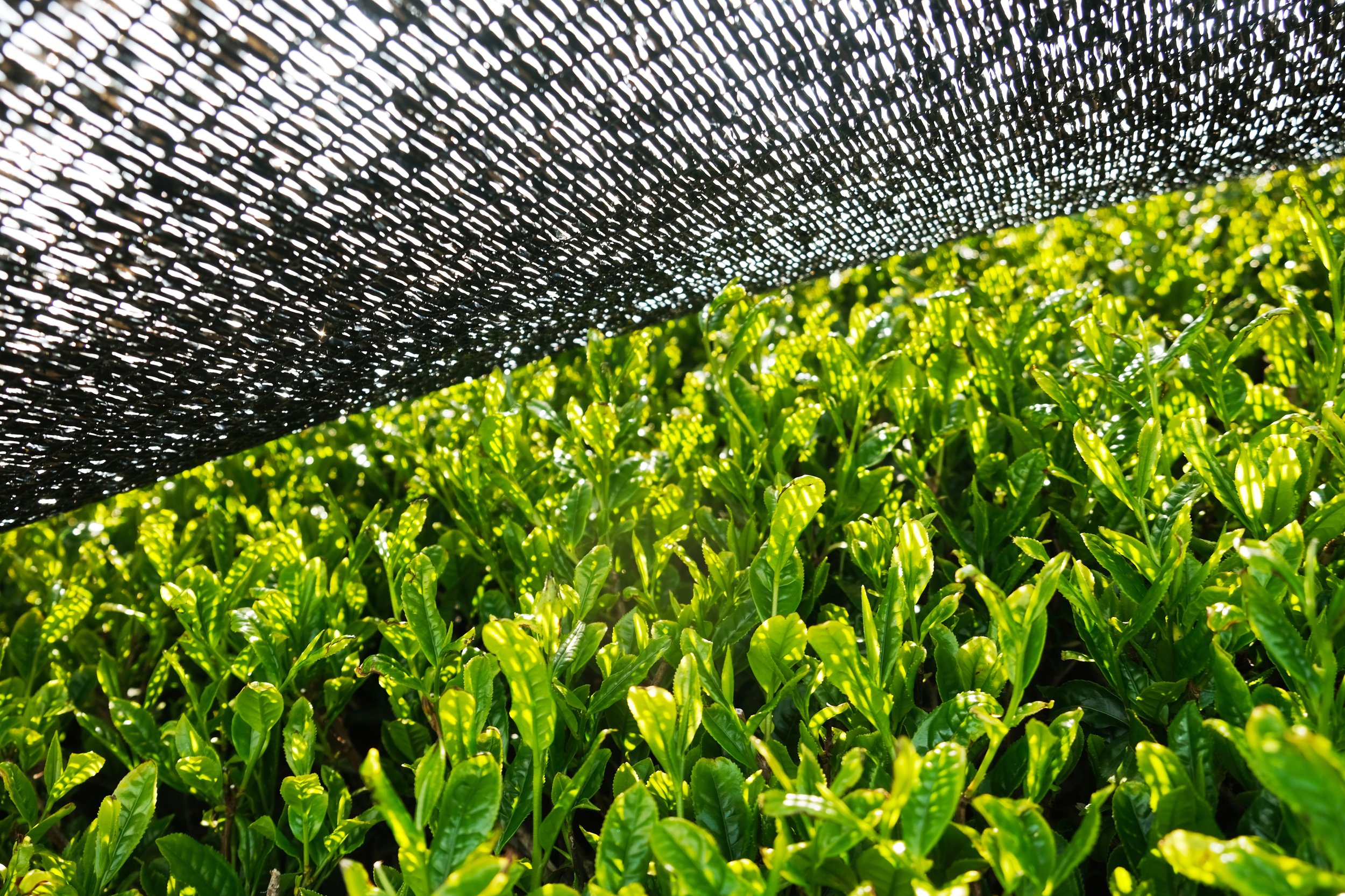 Green tea plants under a black shade cloth in a field.