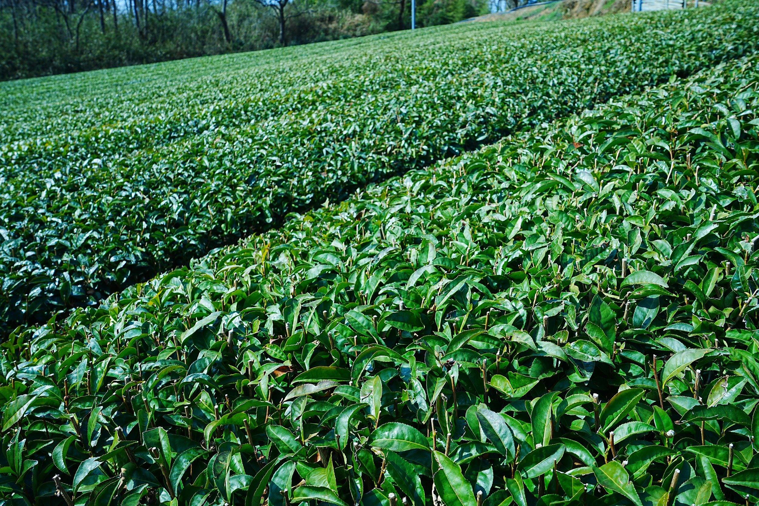 Lush green tea plantation with dense rows of tea plants under sunlight.