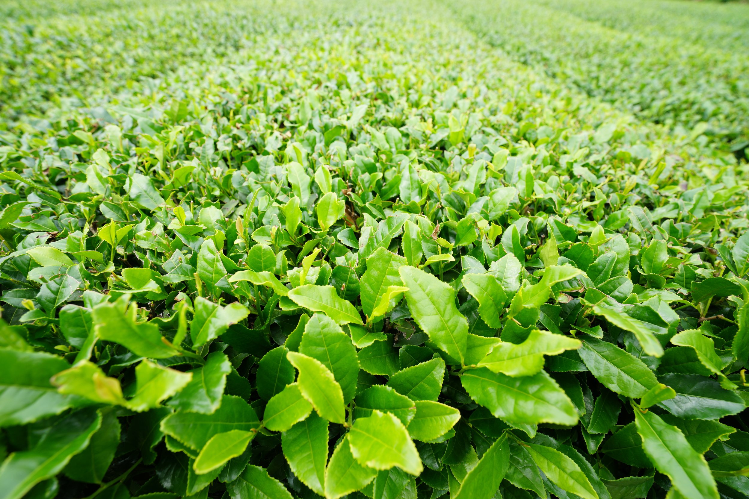 Close-up of a lush green tea plantation with vibrant leaves.
