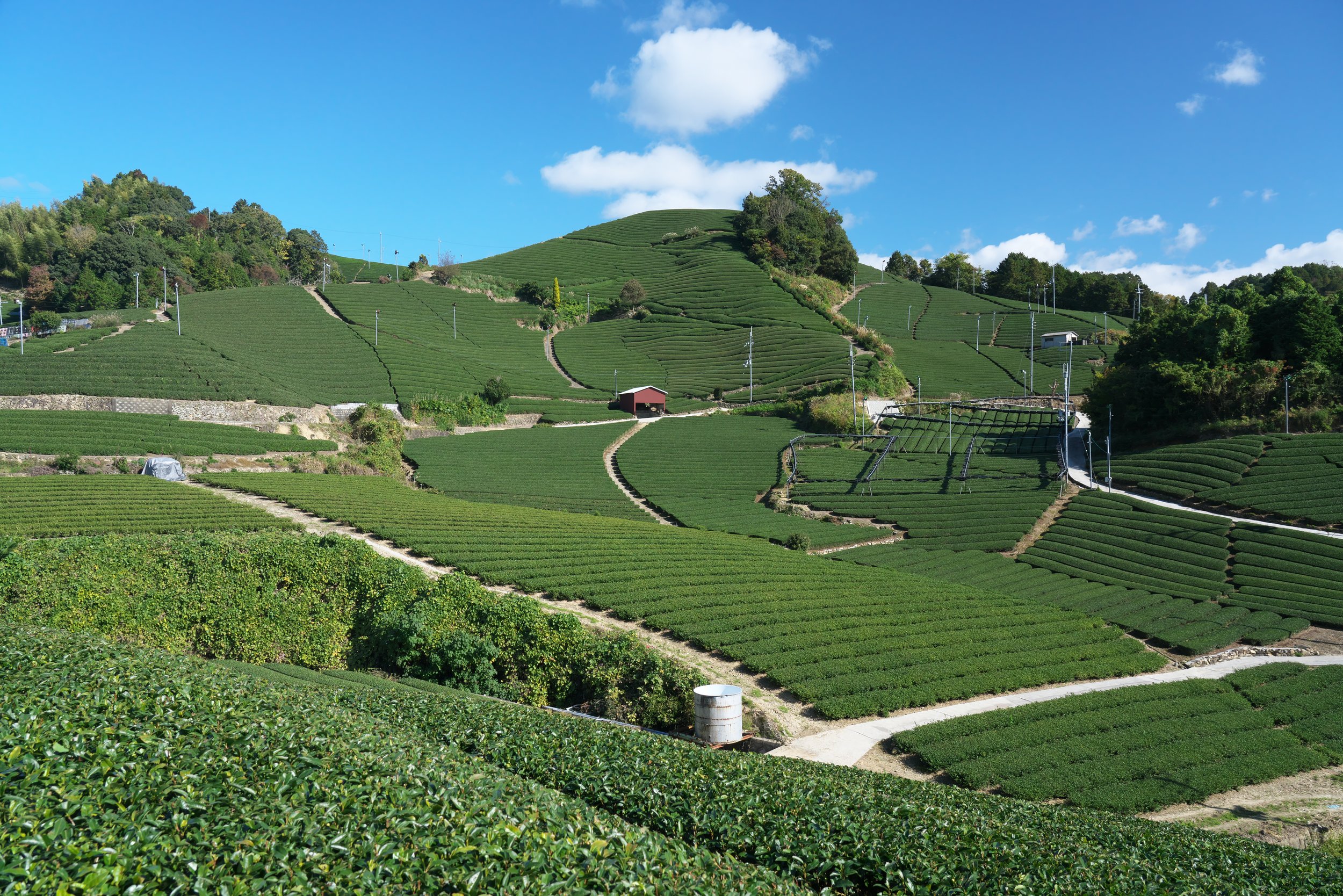 Green tea plantation on rolling hills under a blue sky with scattered clouds, featuring rows of tea bushes and a small red building.
