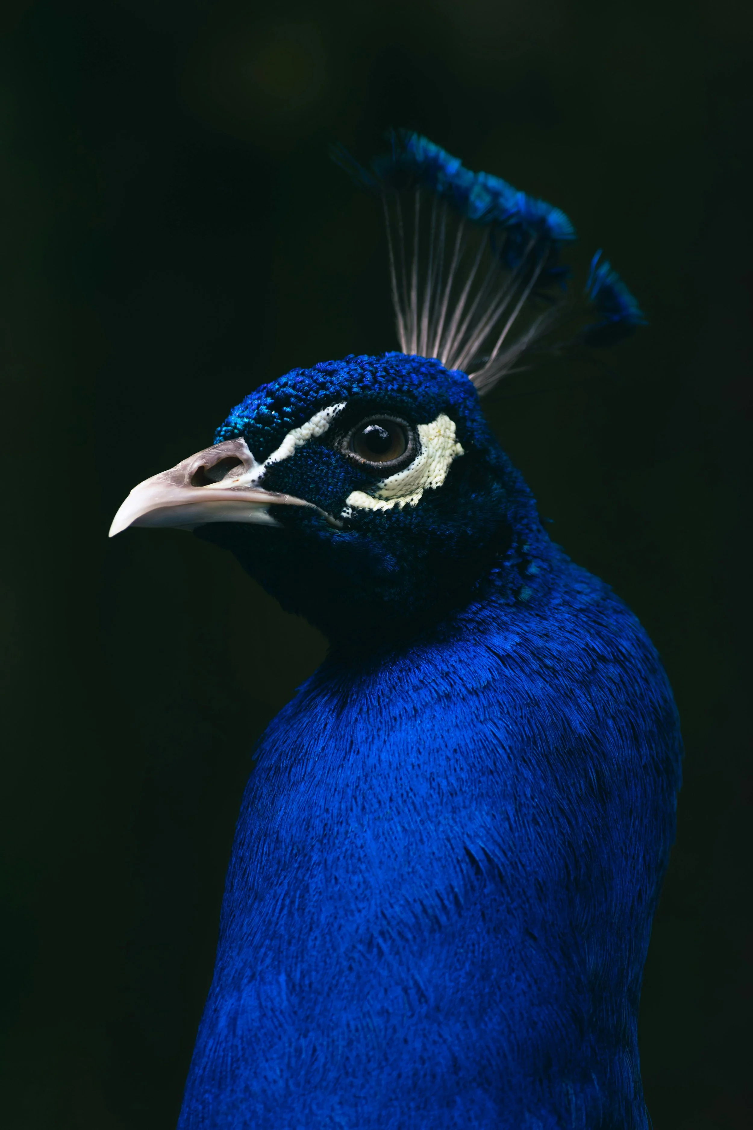 Close-up of a peacock with vibrant blue feathers, a distinctive white face pattern, and a crest of feathers on top of its head, set against a dark background.
