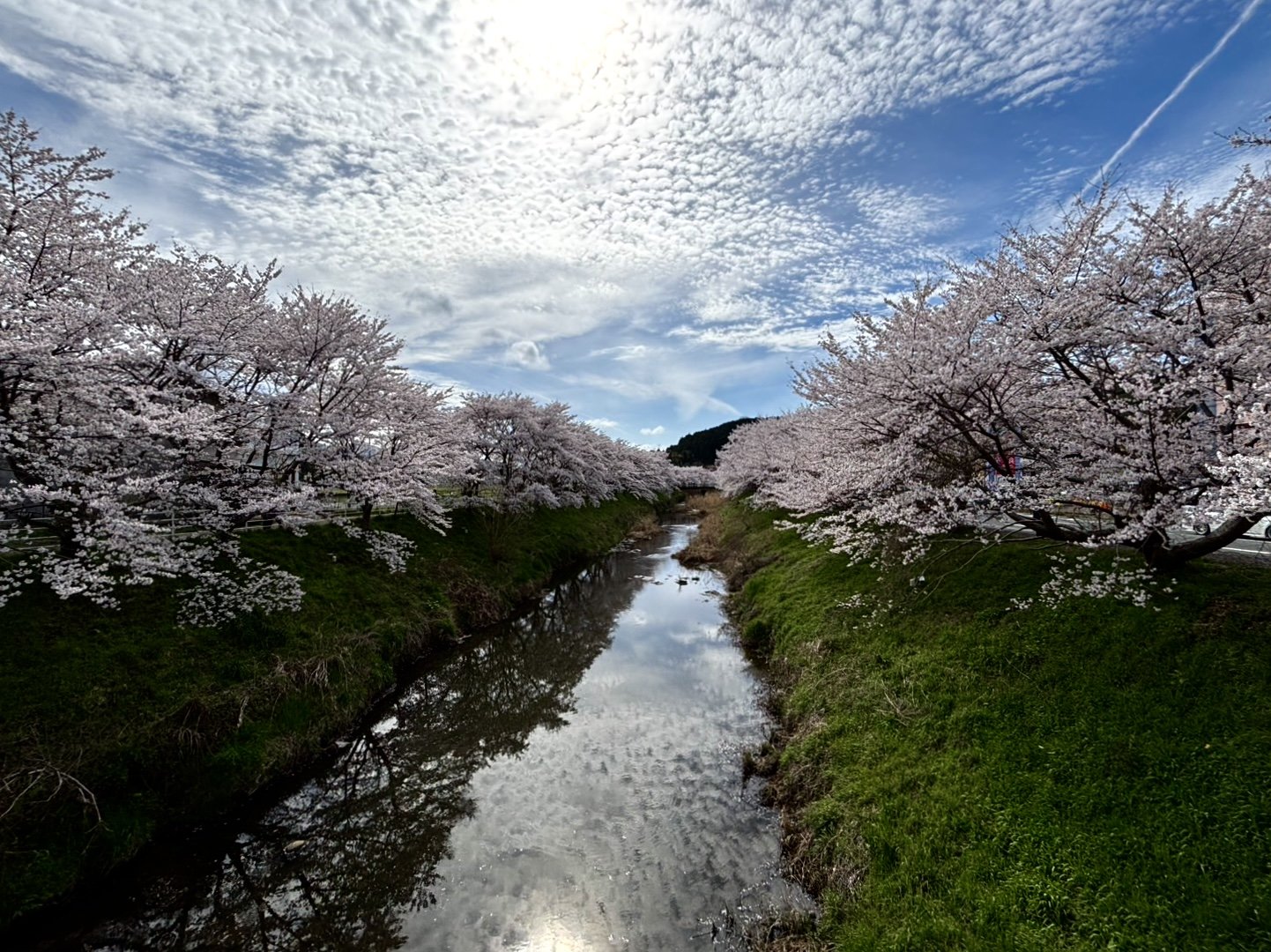 A Serendipitous Cherry Blossom Hunting Adventure in Nara