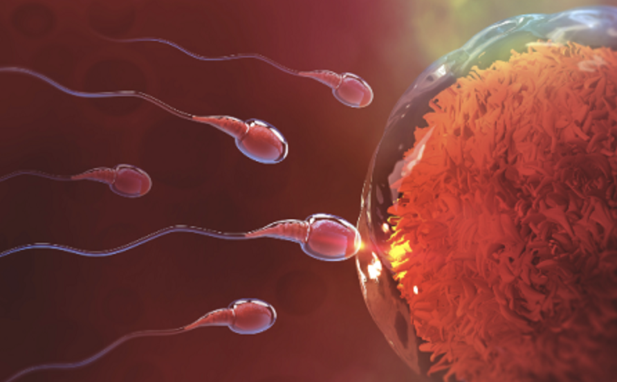 Exclusif : COVID-19 et fertilité masculine, 7 experts donnent leur point de vue
