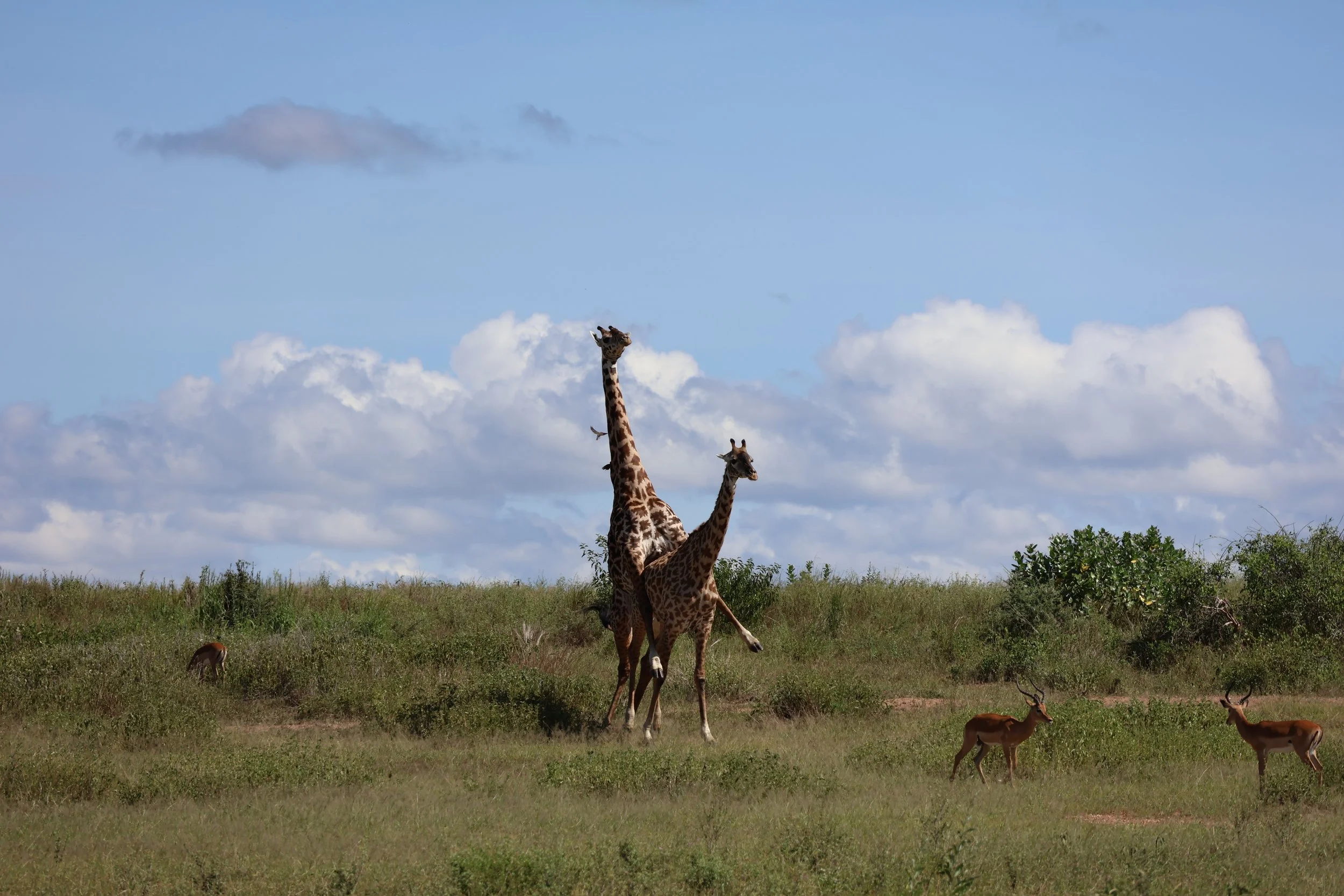  Some safari fun 