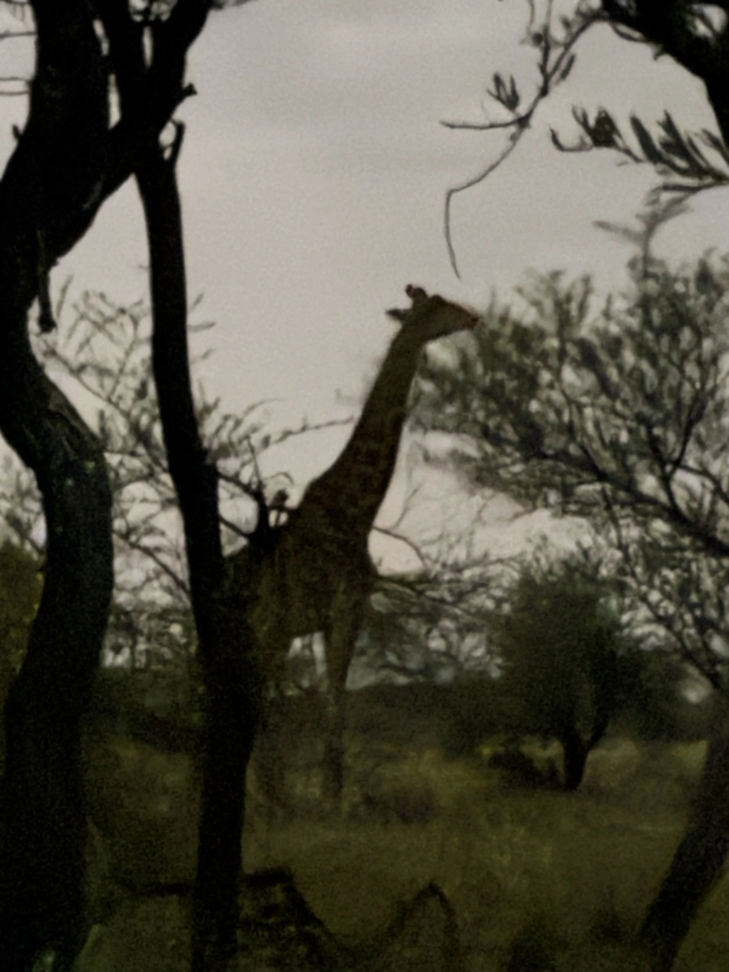  Giraffe outside the tent at night 
