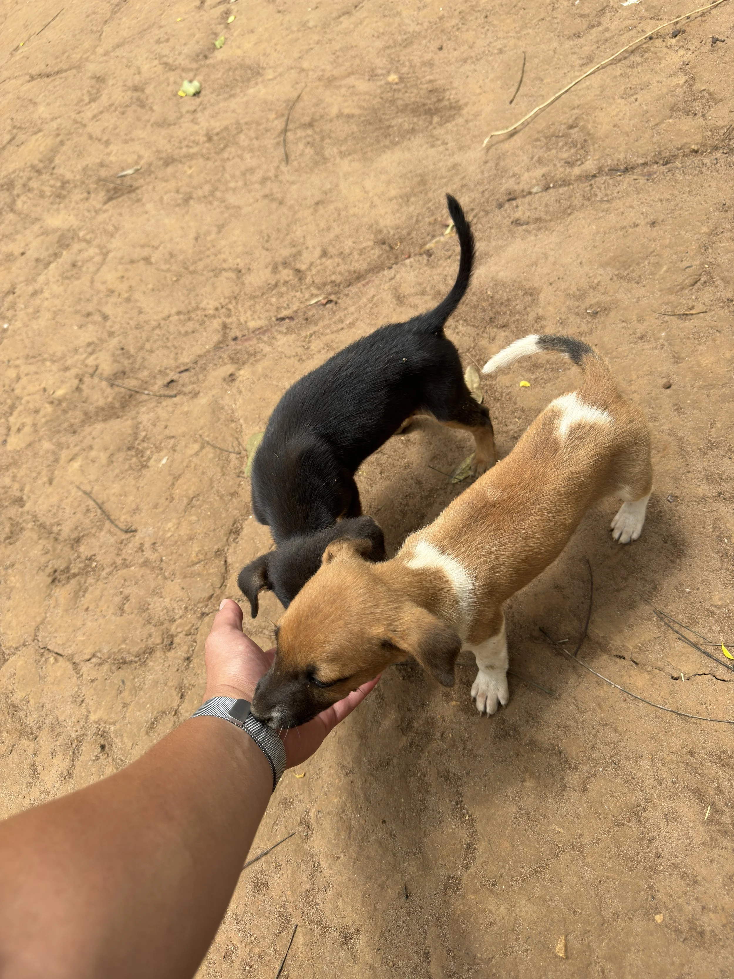  Puppies that live near school 