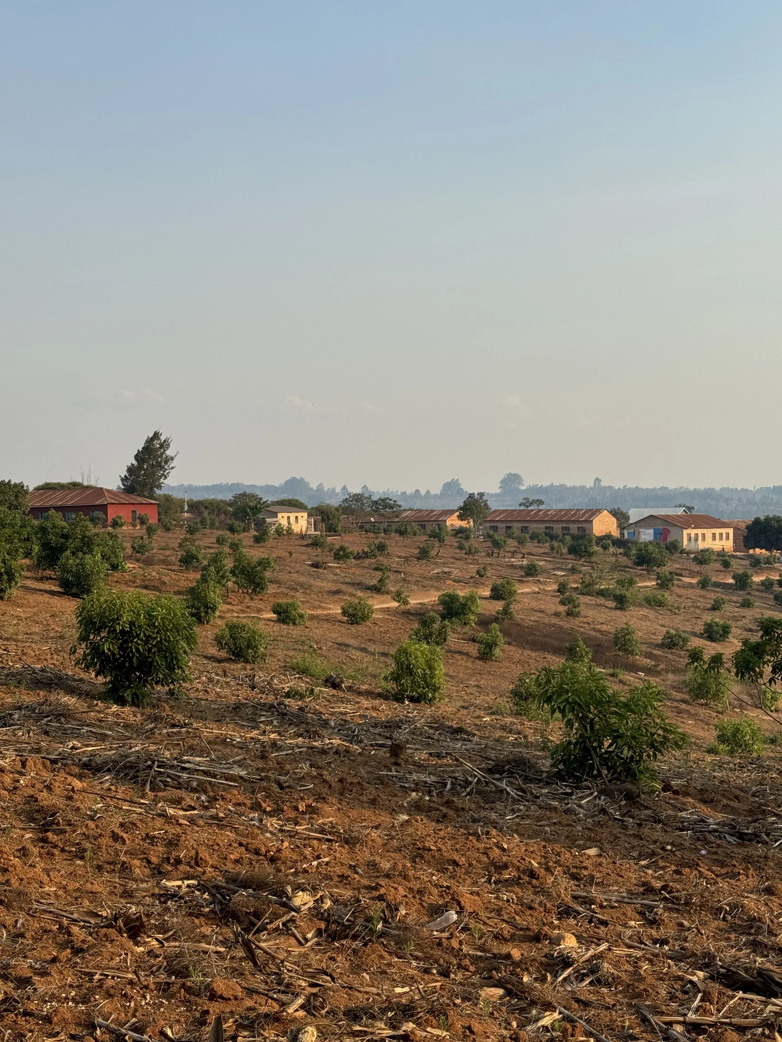  School and its avocado orchard at sunset 