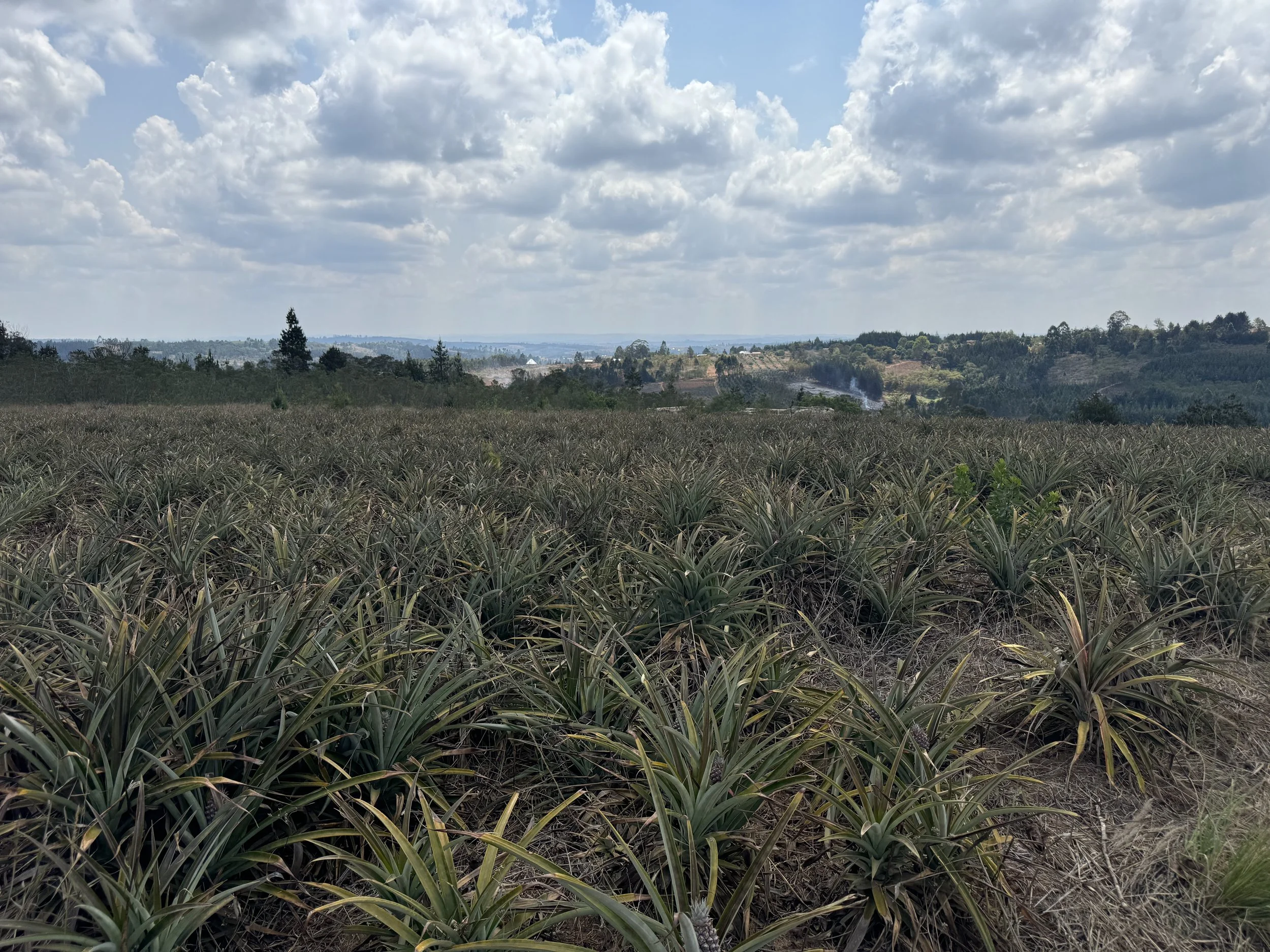  My first time seeing a pineapple farm 