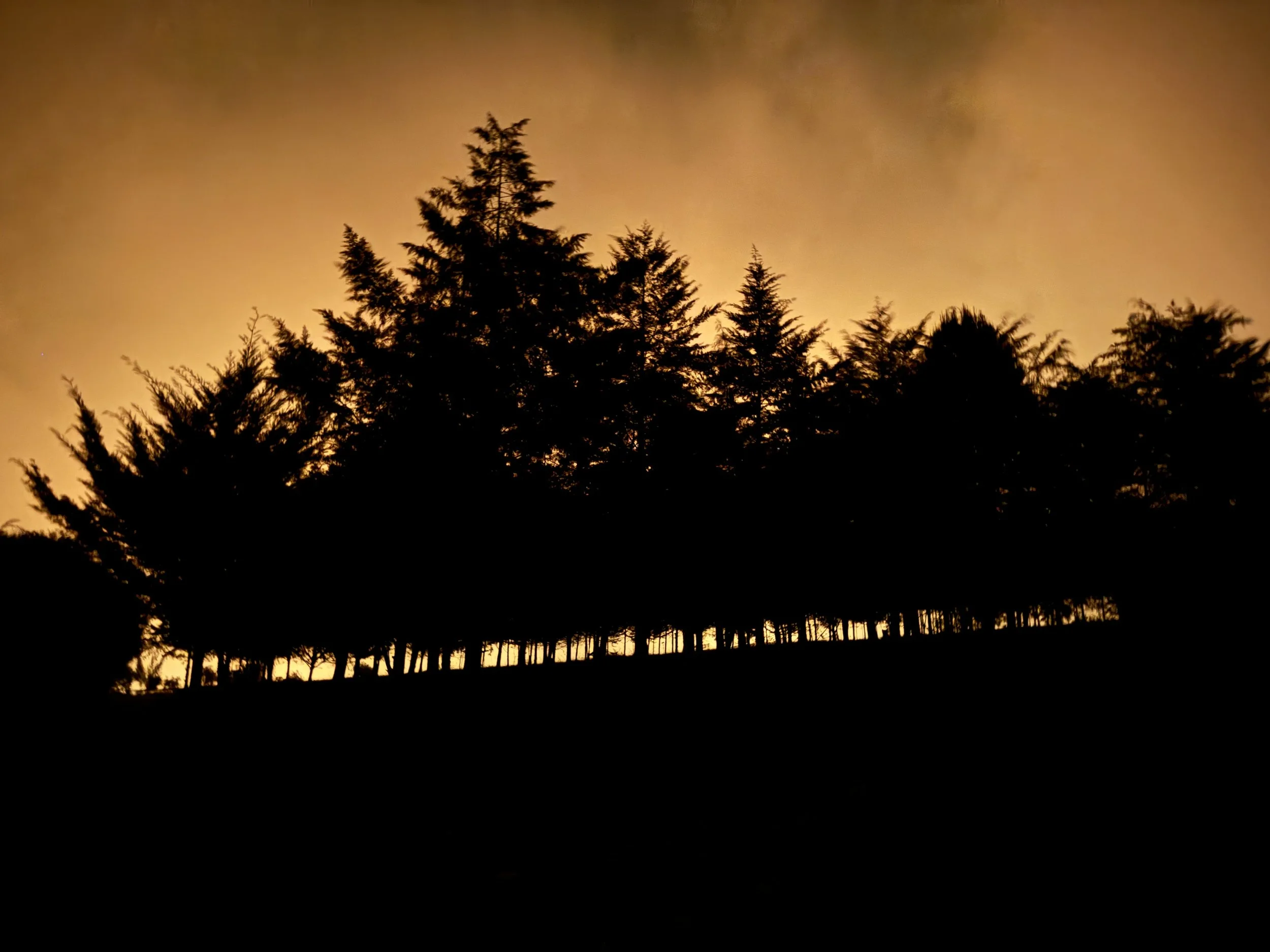  Trees backlit by a sky set ablaze from “controlled” fires 