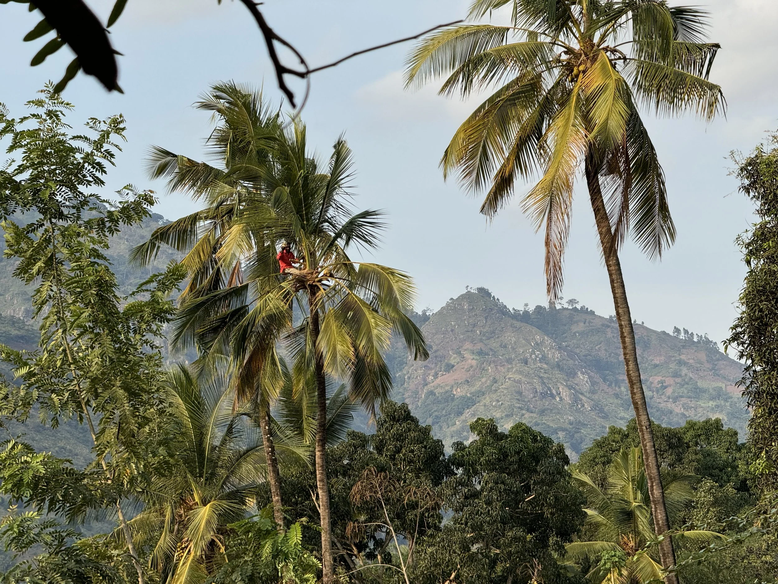  Tree climbing 