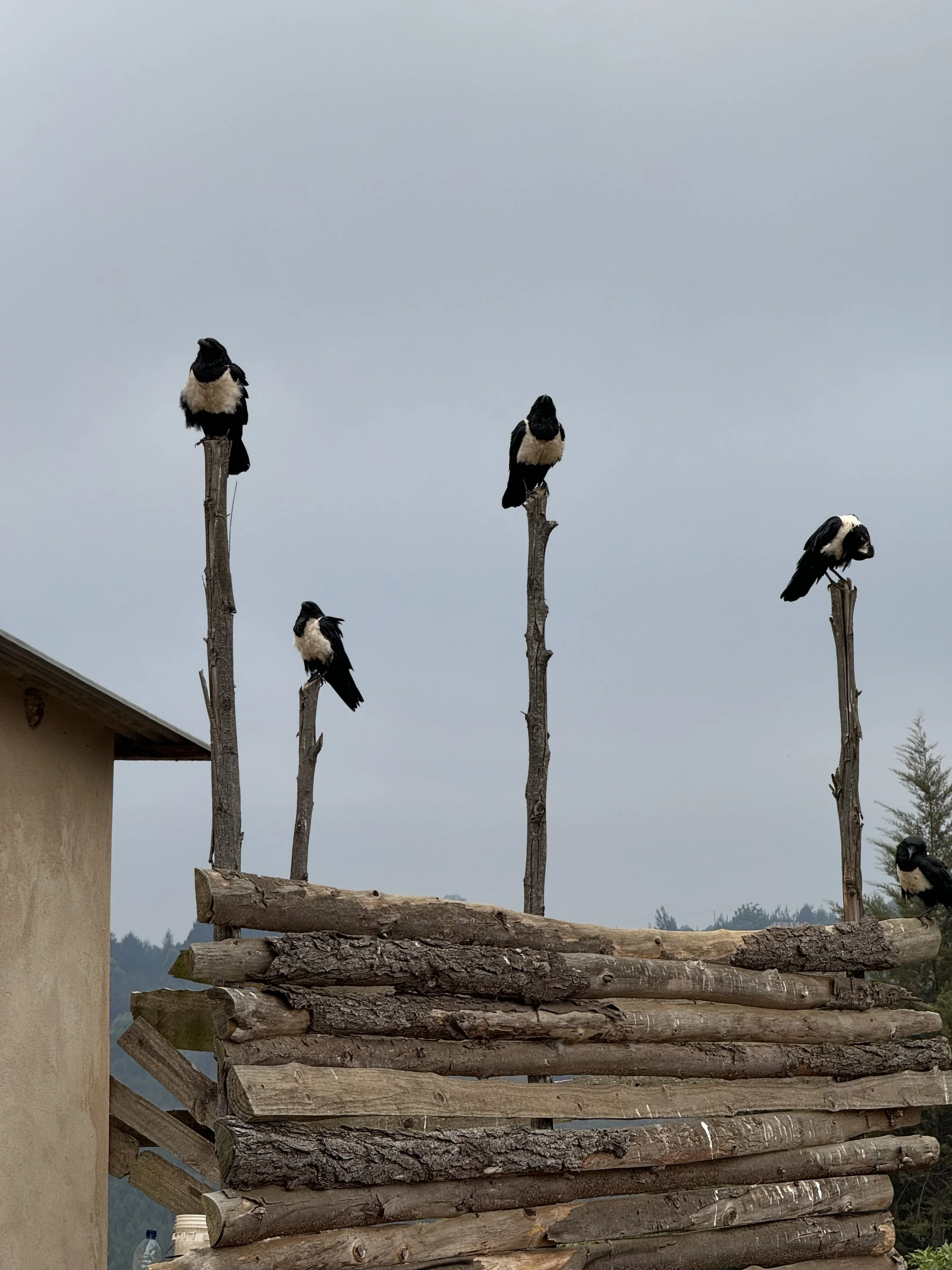  Spotted some birds 