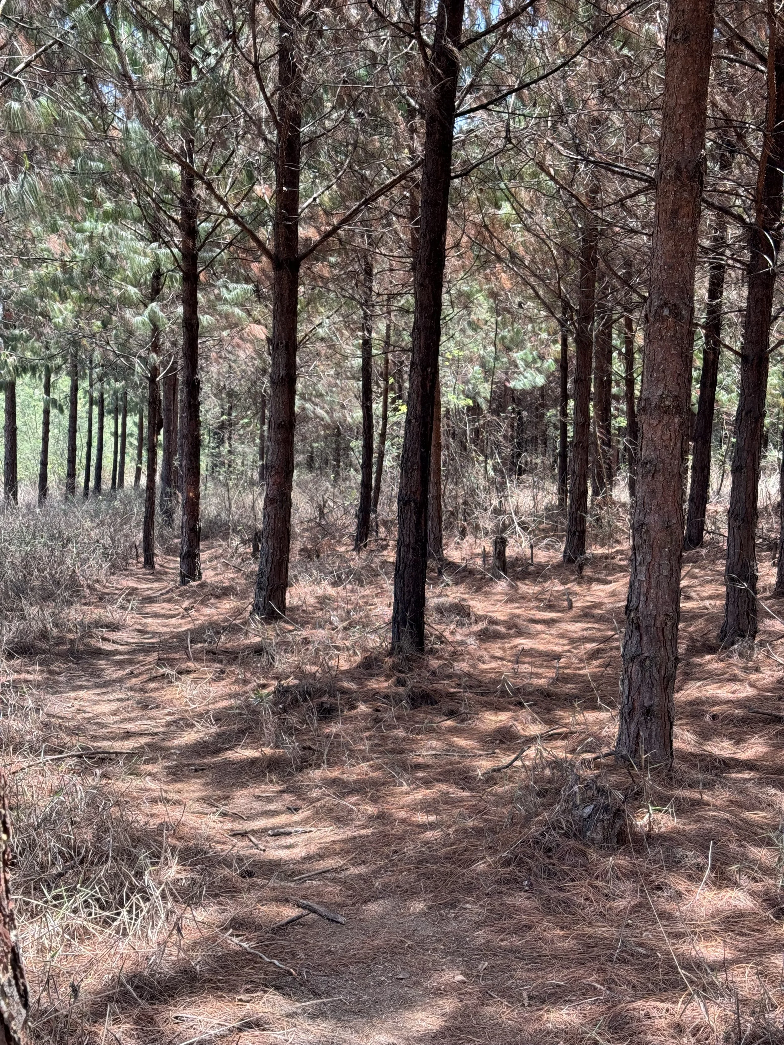  Wandering through the woods 
