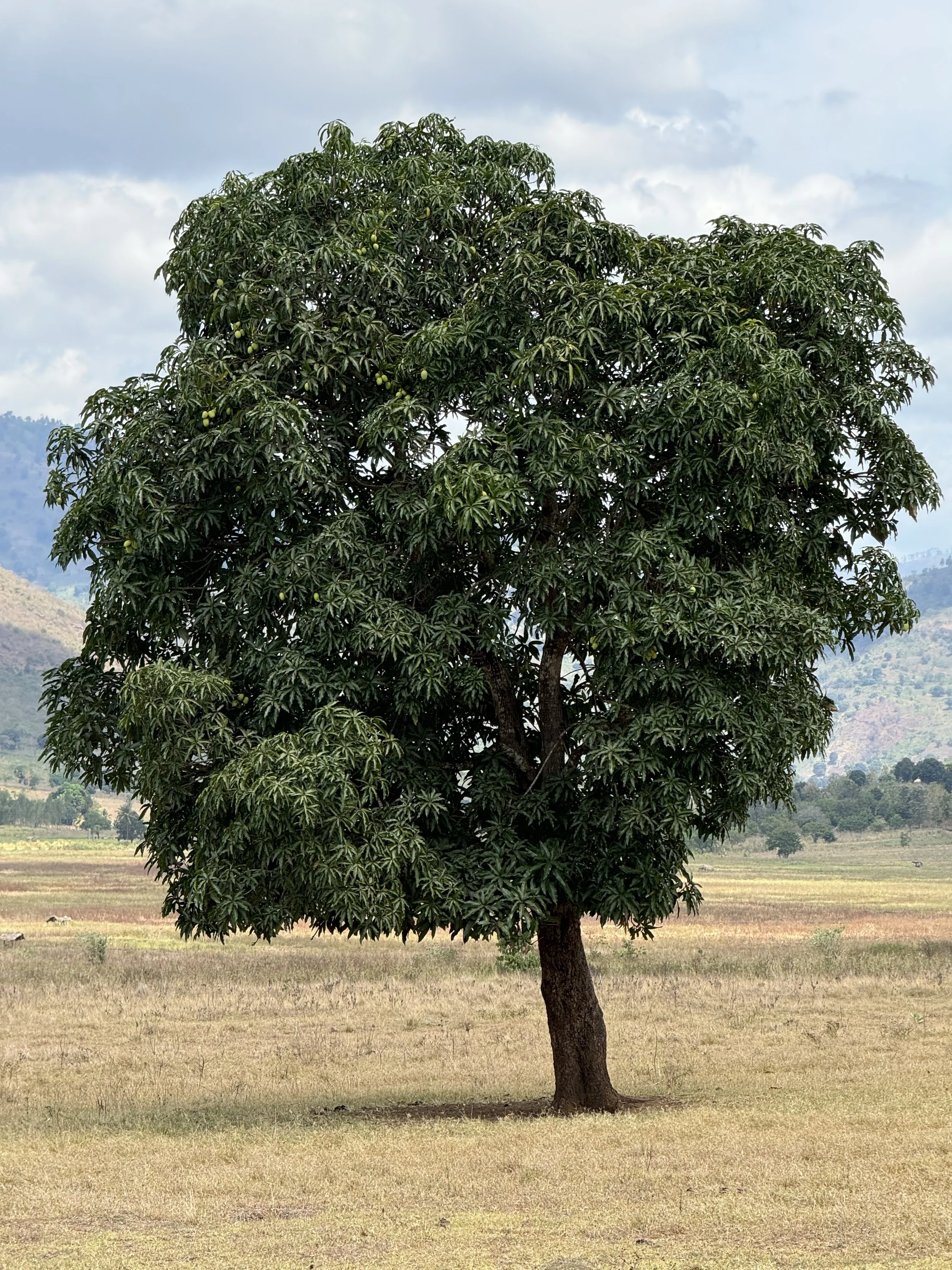  A nice mango tree 