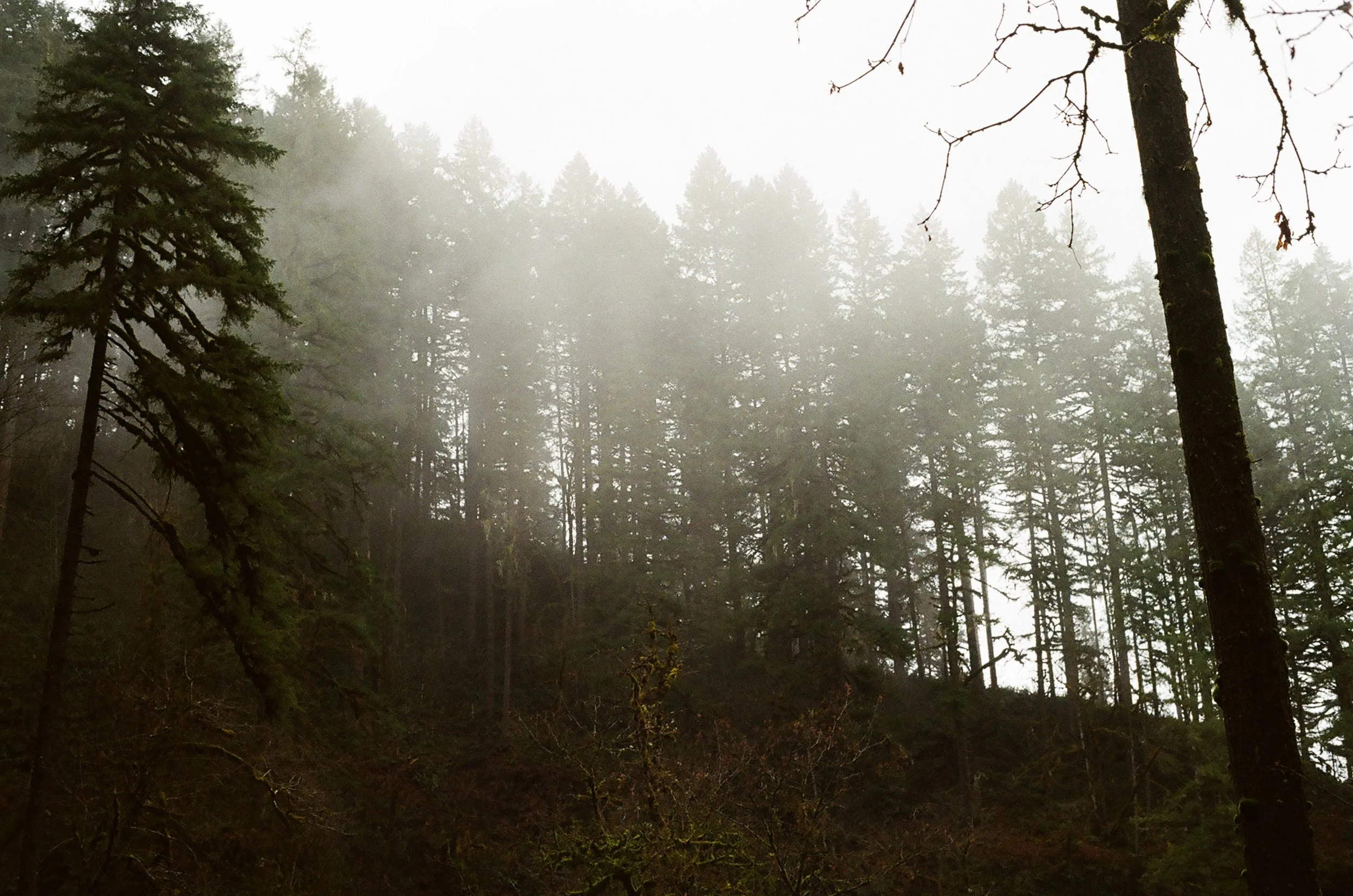  Fog rolling over some Douglas Firs 