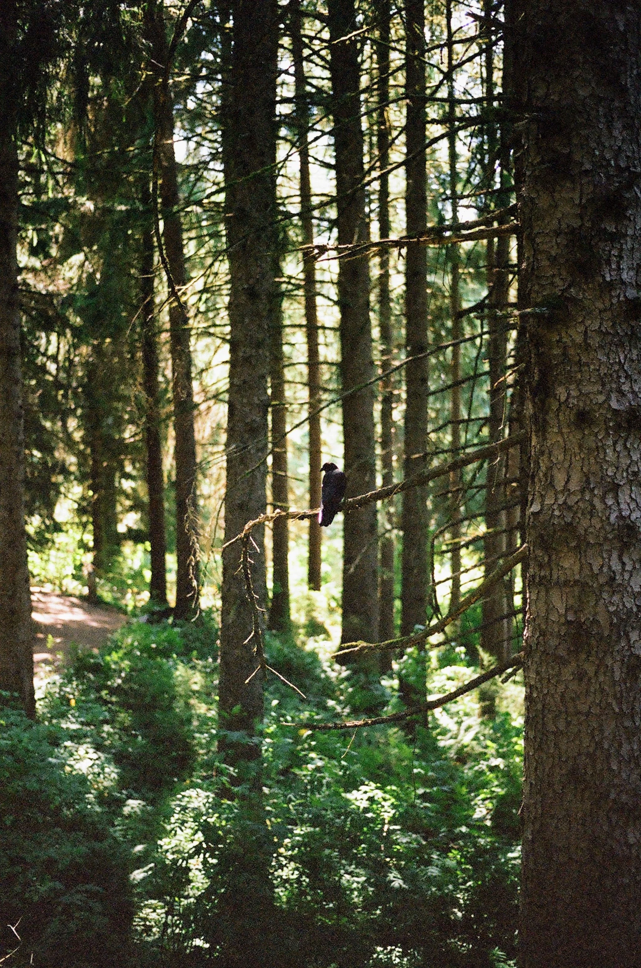  A crow perching in Hoyt Arboretum 