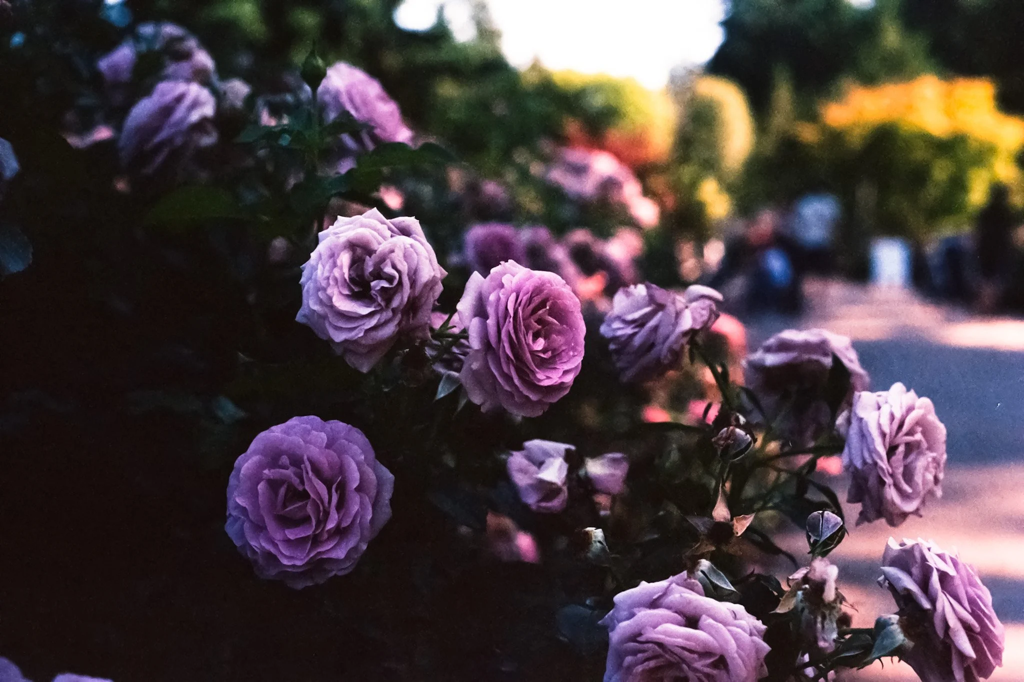  The International Rose Test Garden 