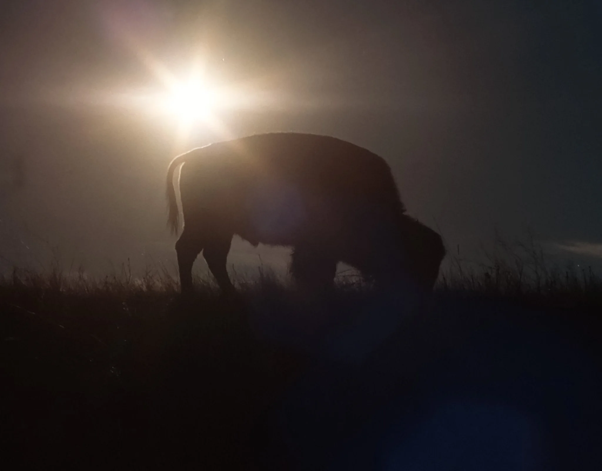  A hungry Buffalo 