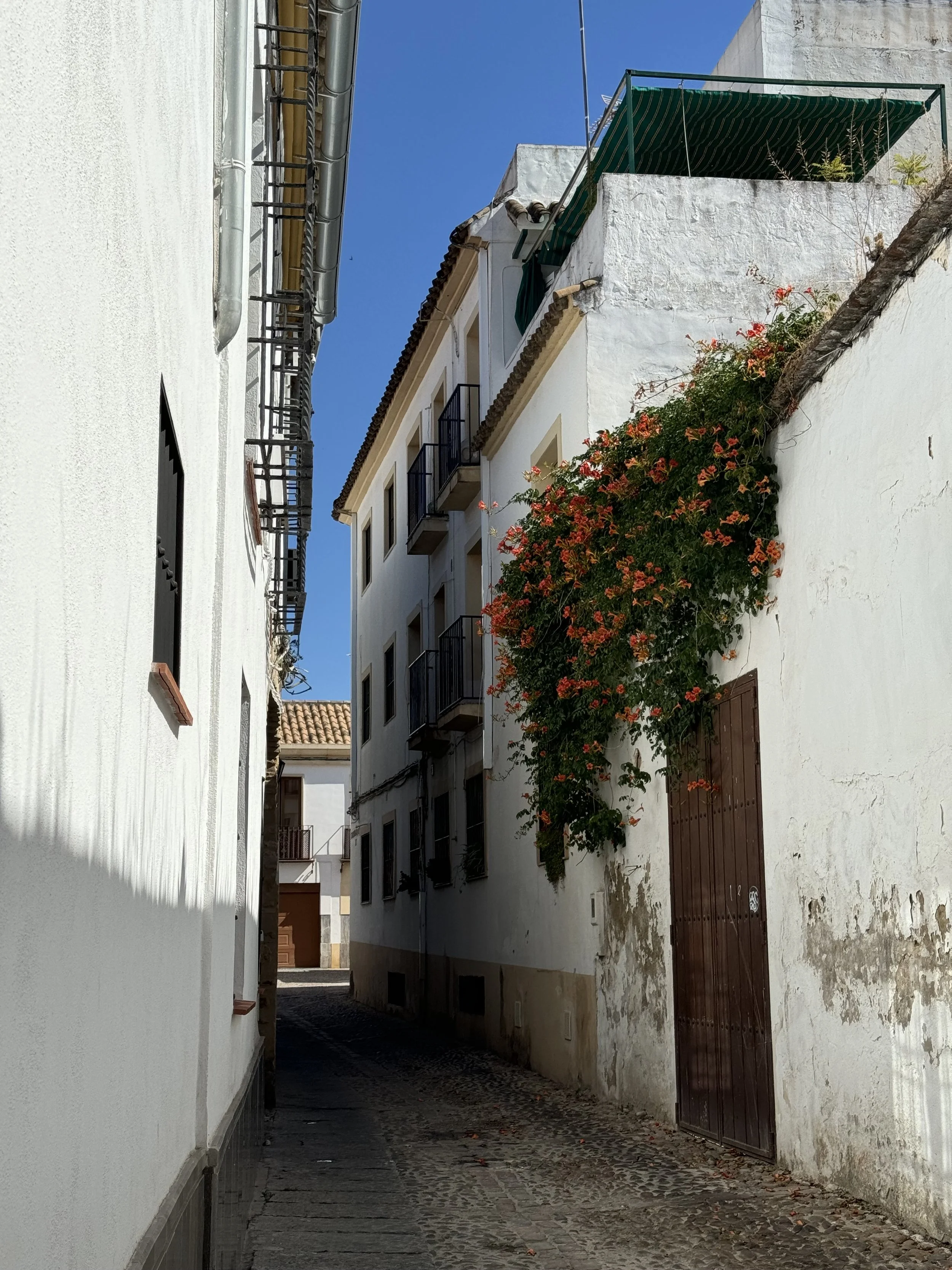  A floral alley in Córdoba, Spain 