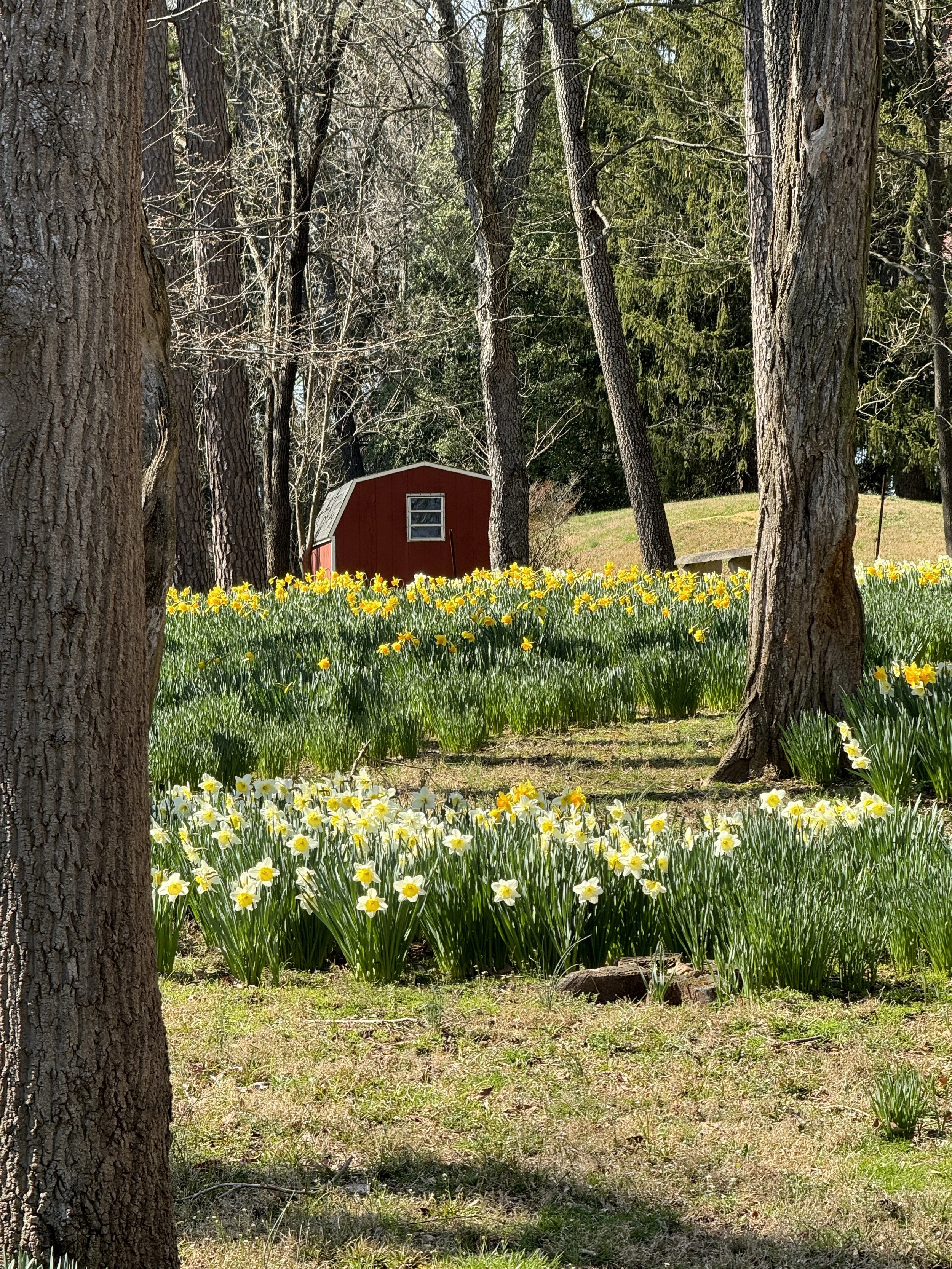  Some spring daffodils 