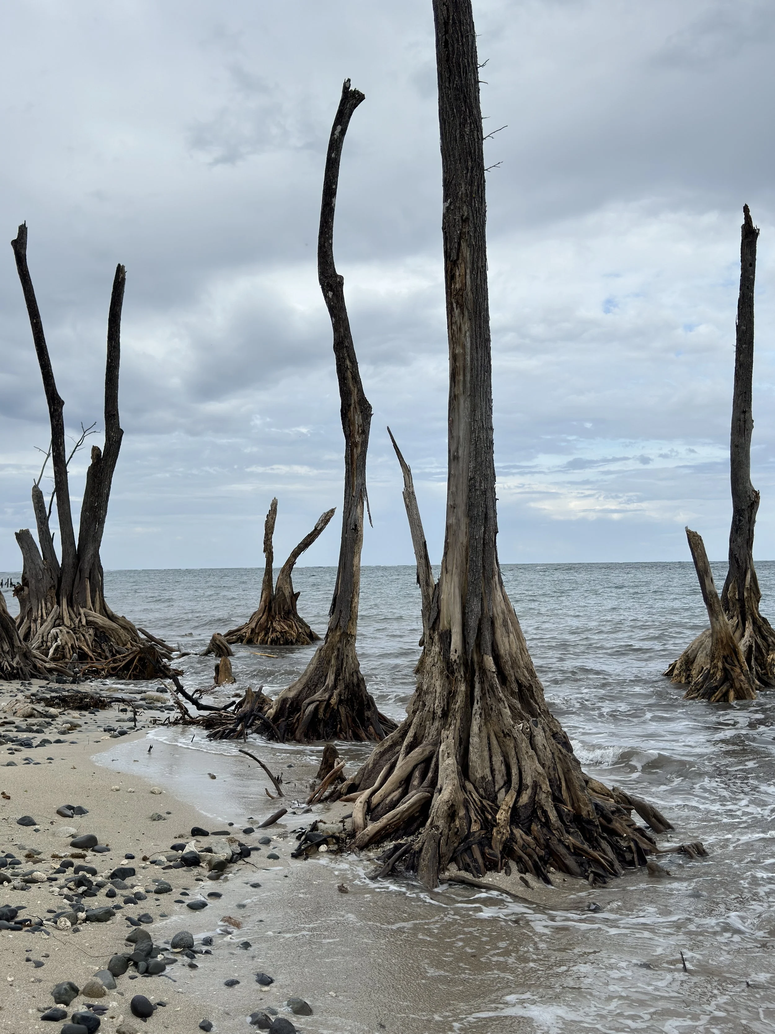  Some coastal trees in Costa Rica 