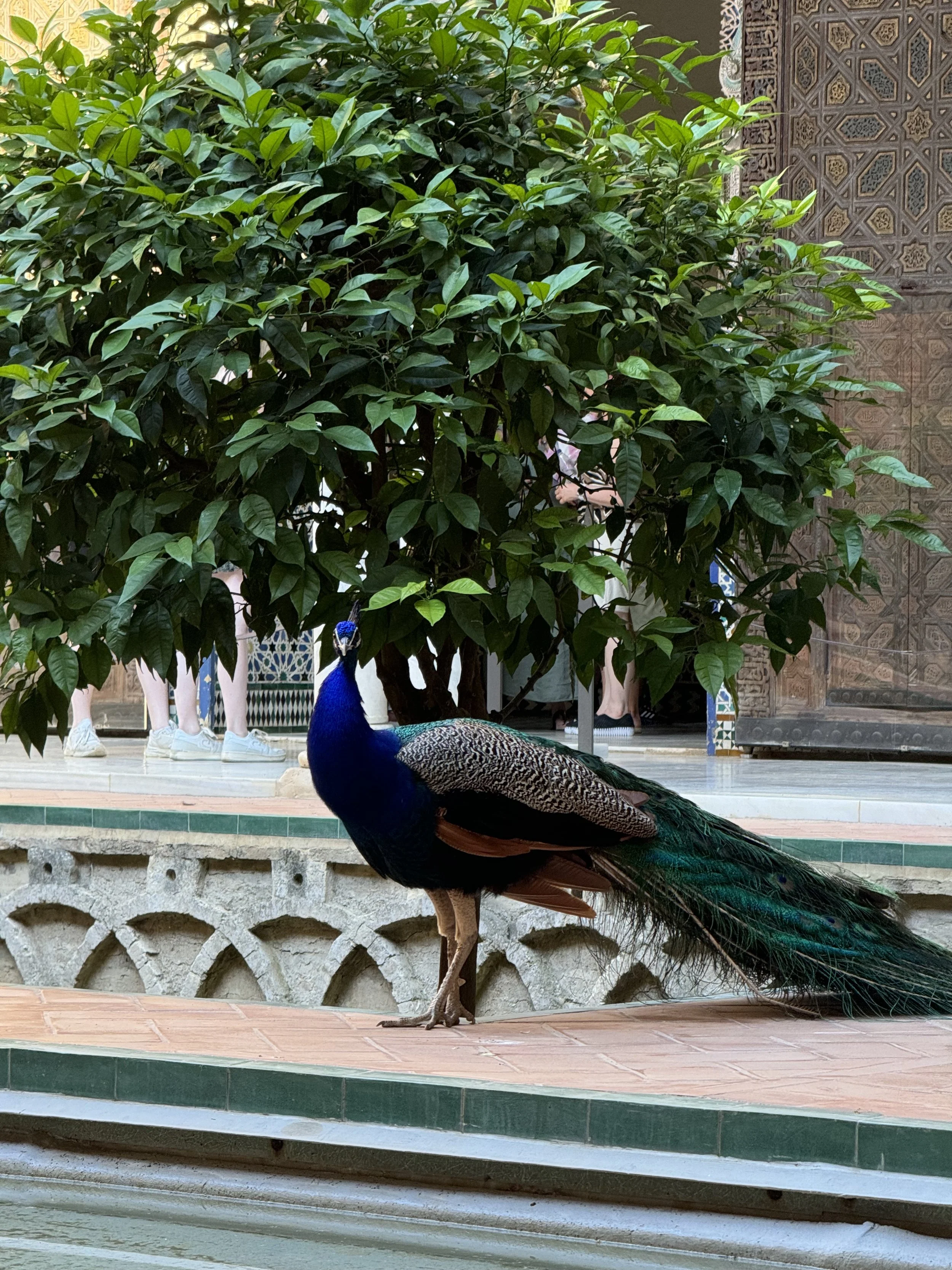  A peacock in the Royal Palace of Seville 