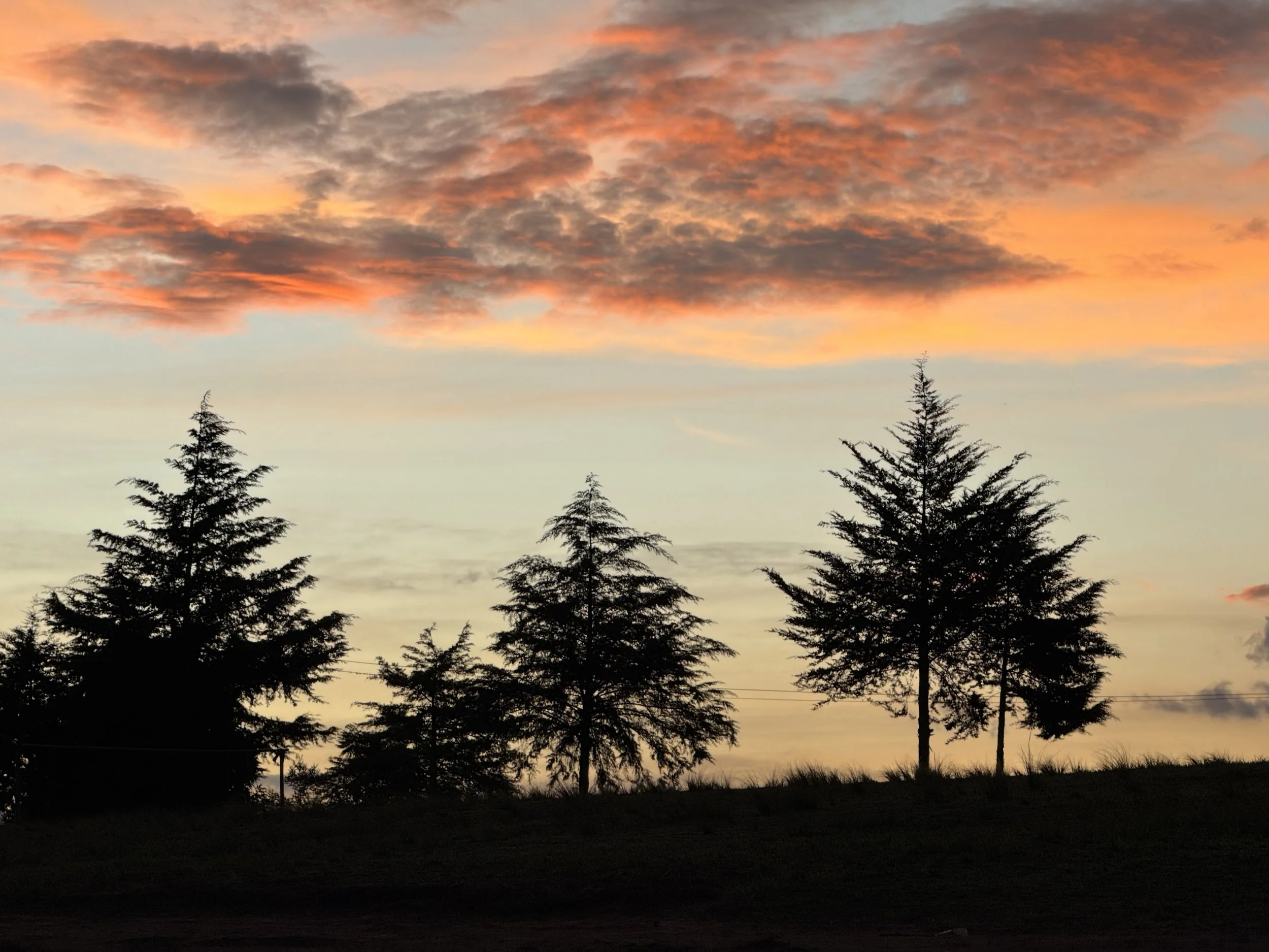  Trees staking out sunset 