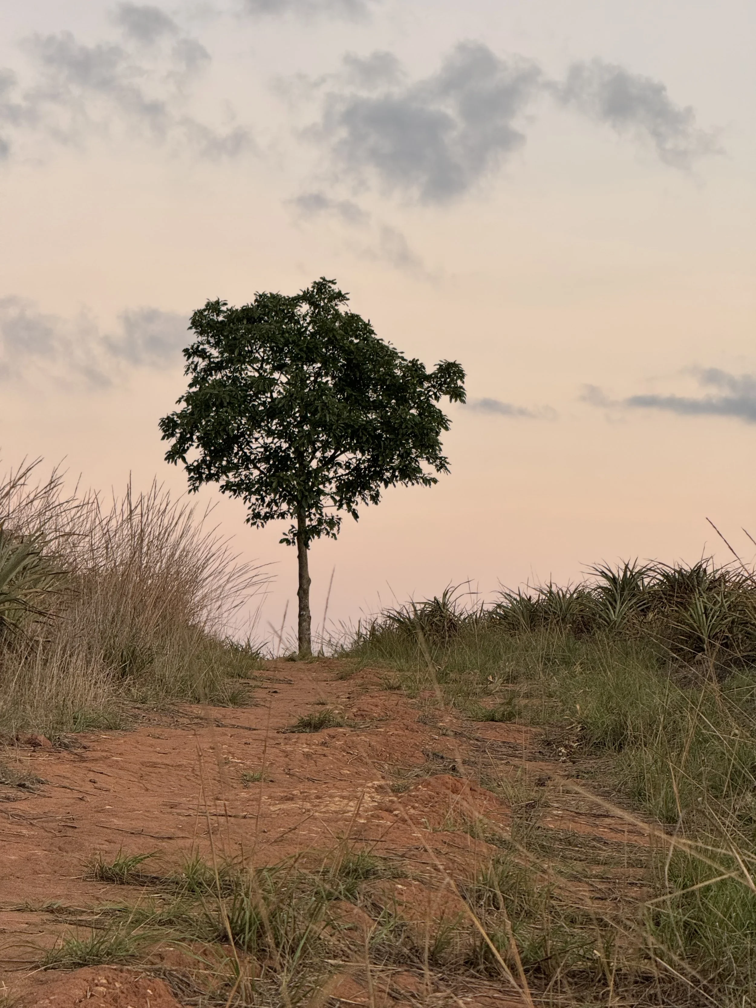  The lone avocado tree in the pineapple farm 