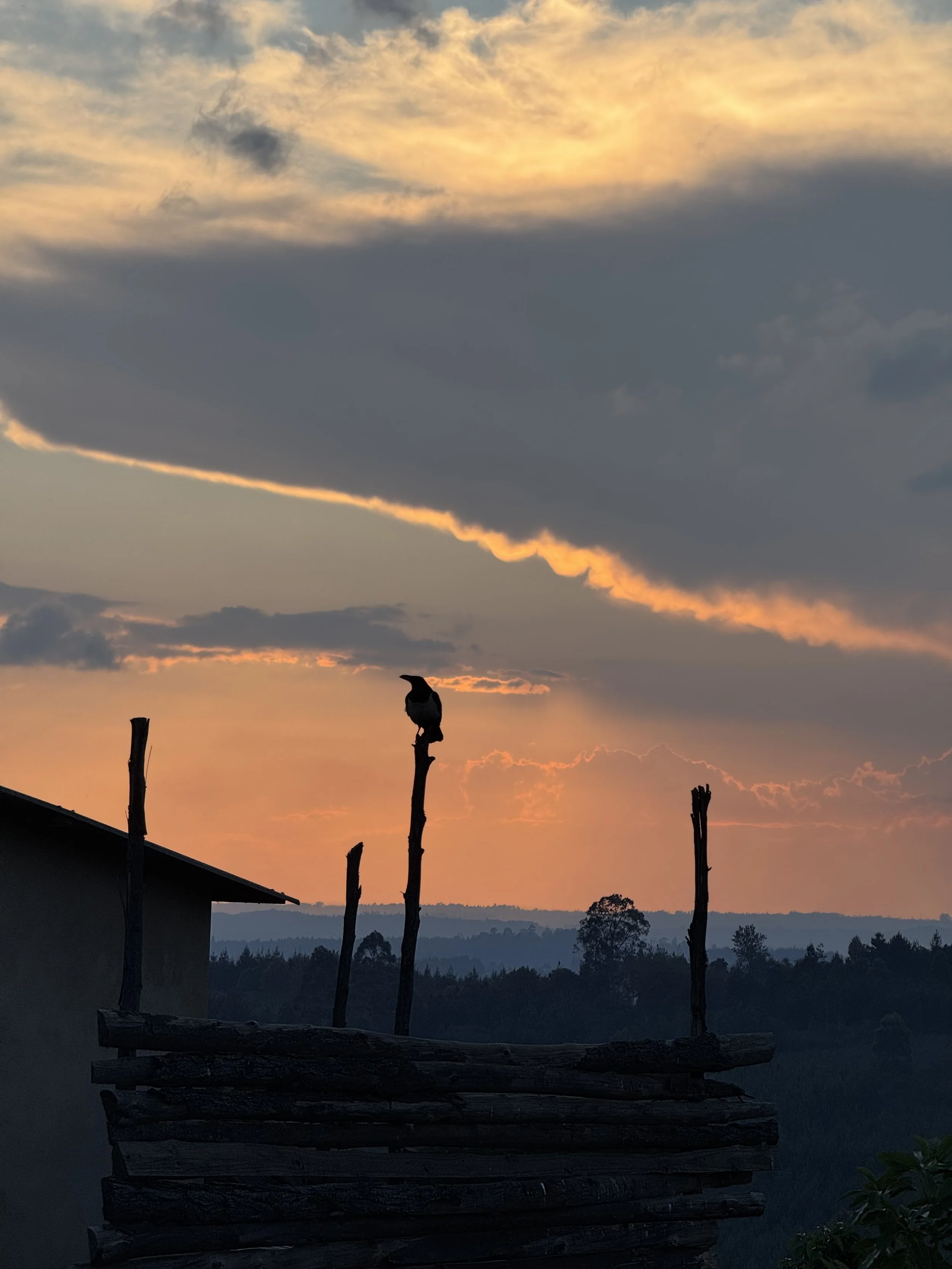  A perched crow 