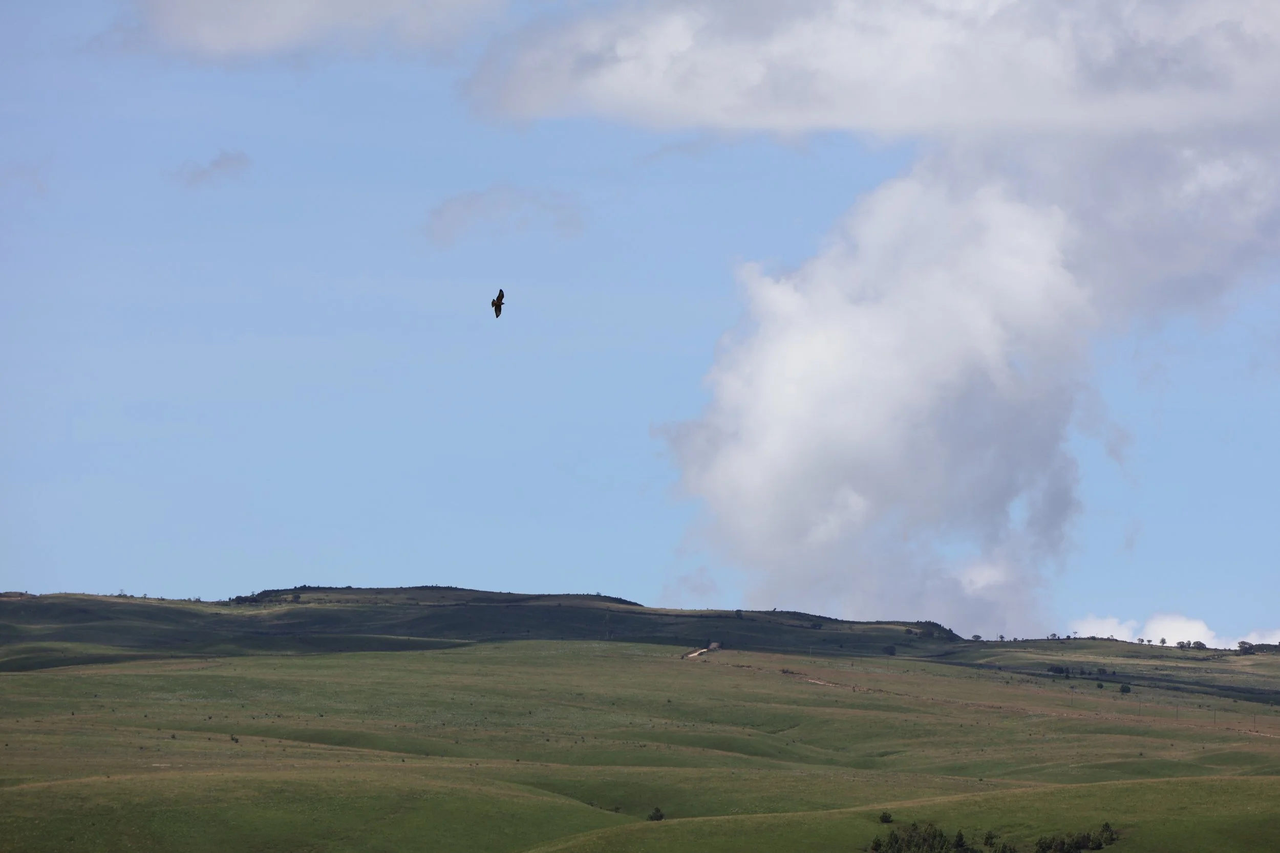  A hawk in flight 