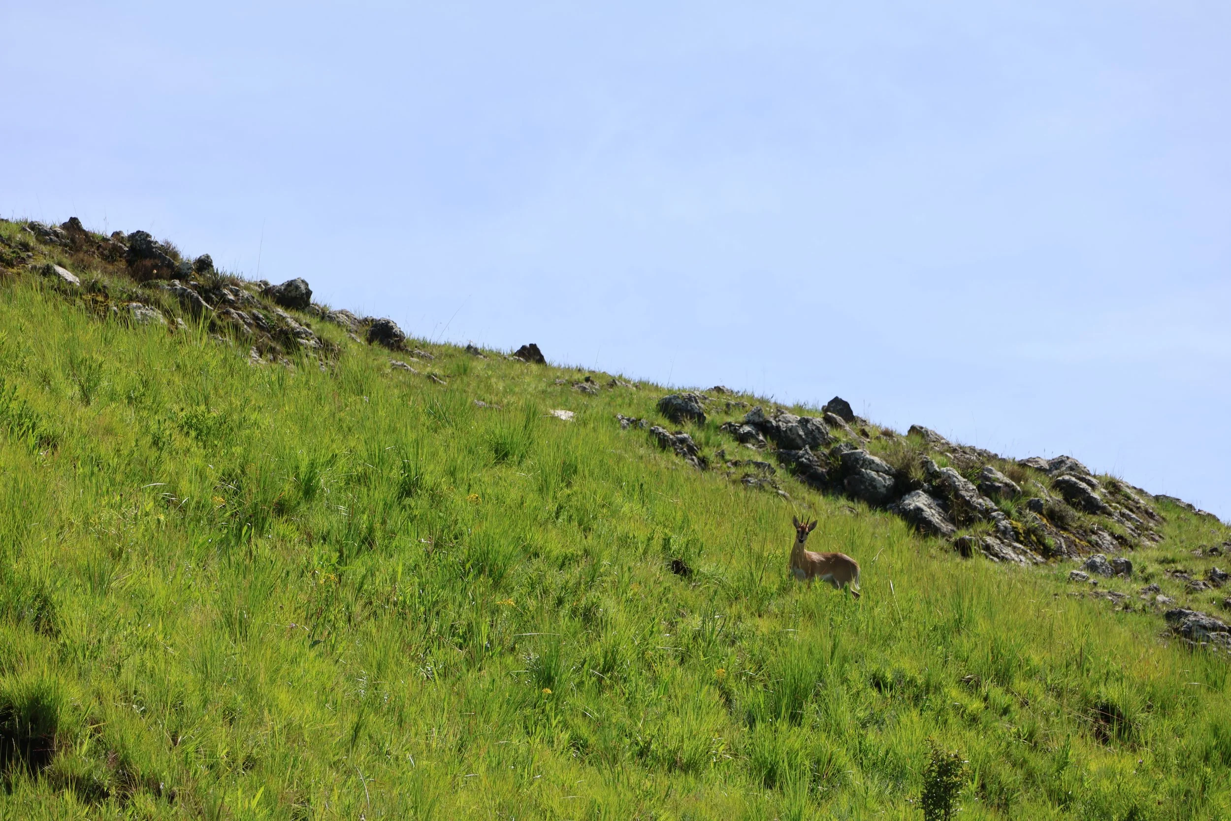  Wildlife spotted 