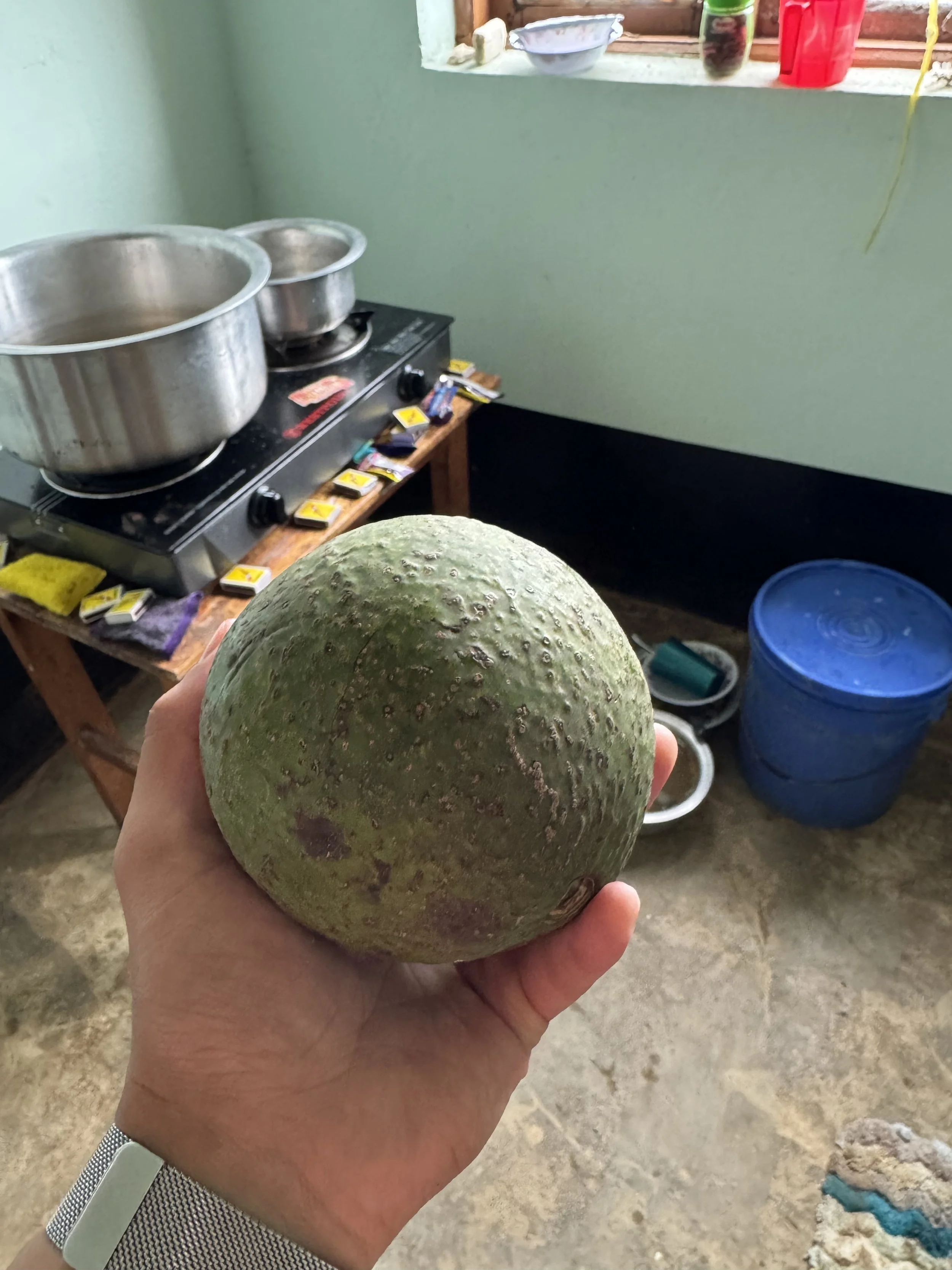  The avocados here are huge 