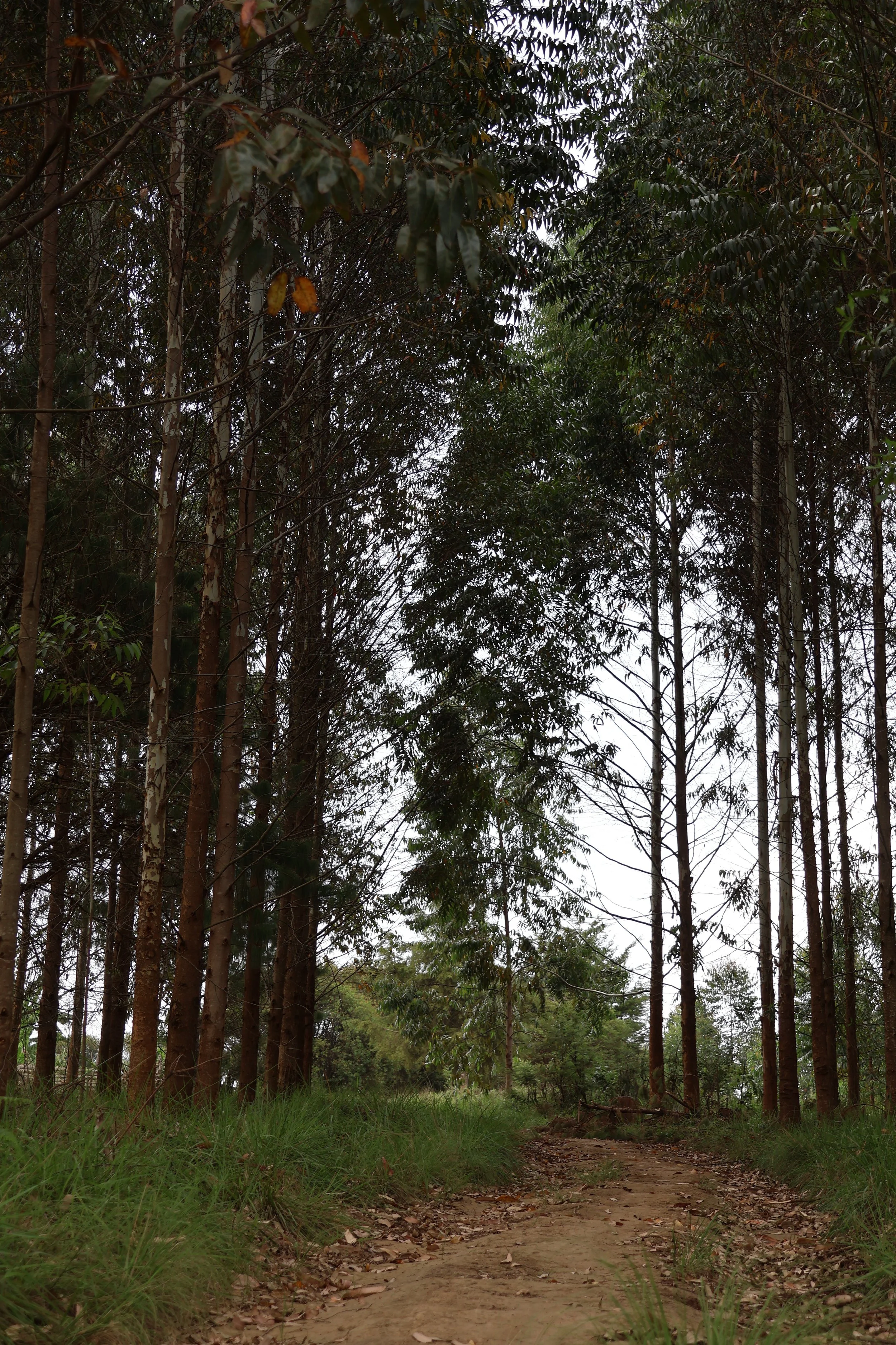  A wooded path 