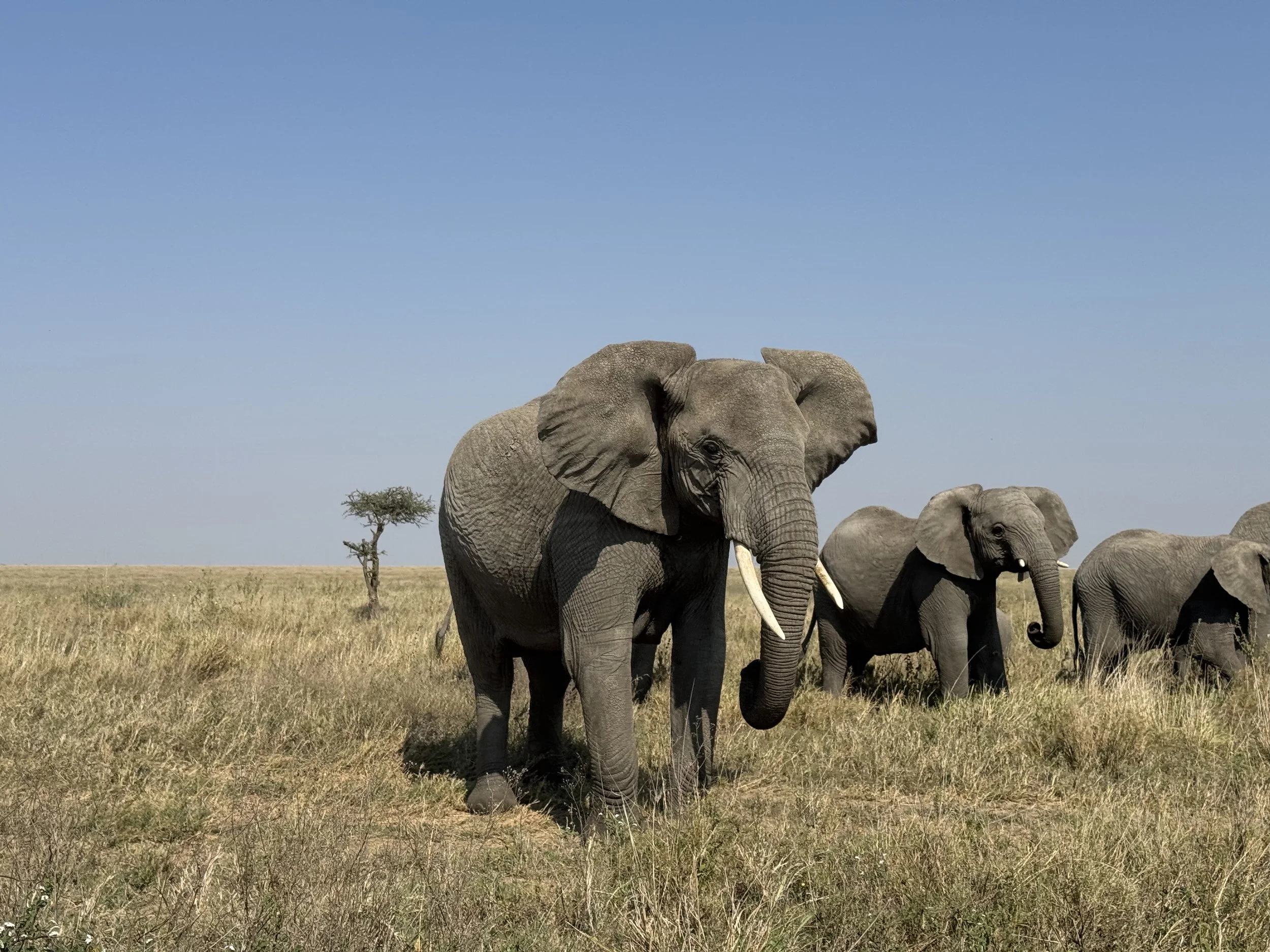  This elephant gave us a warning trumpet 