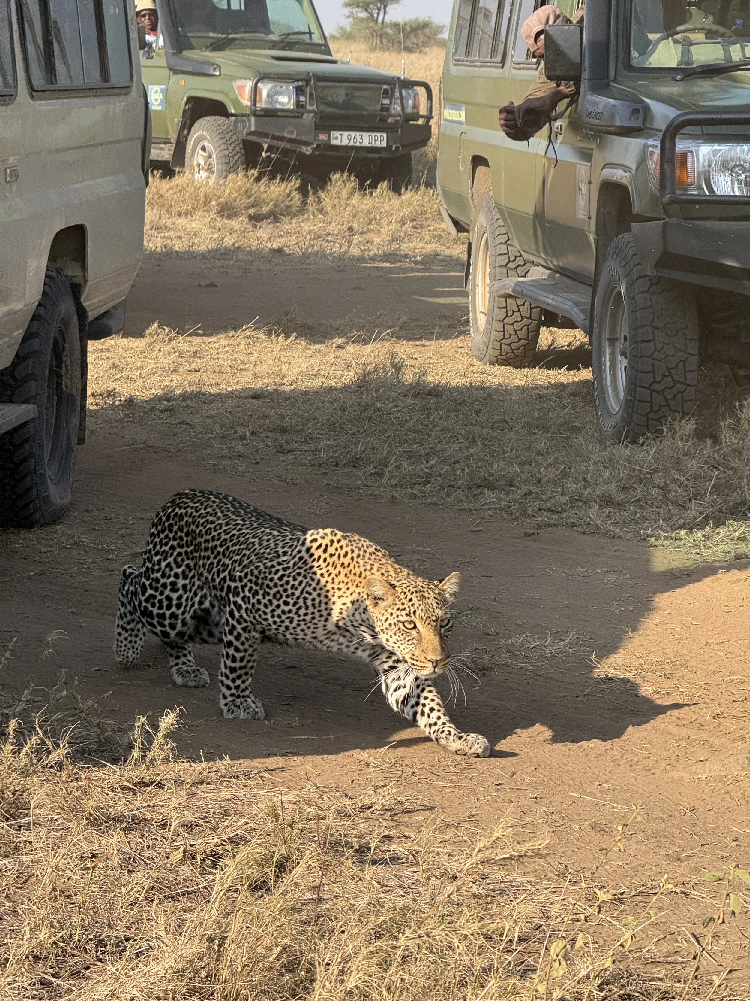  Leopard hunting a dik dik 
