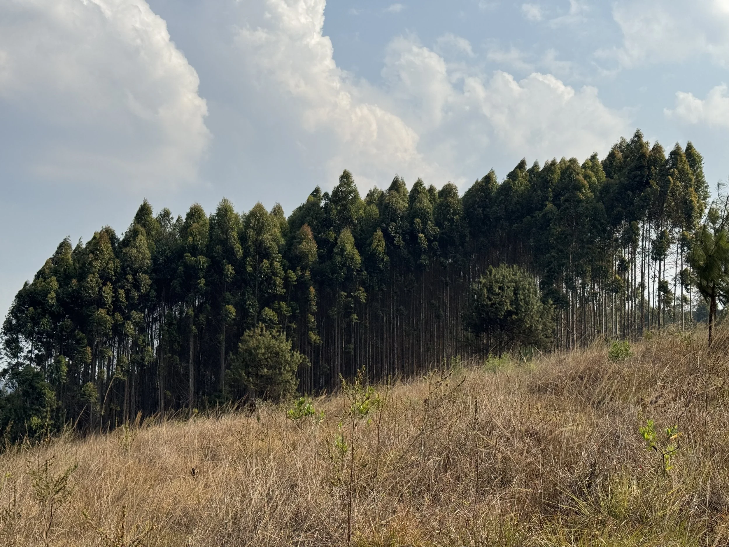  Eucalyptus timber farm at school 