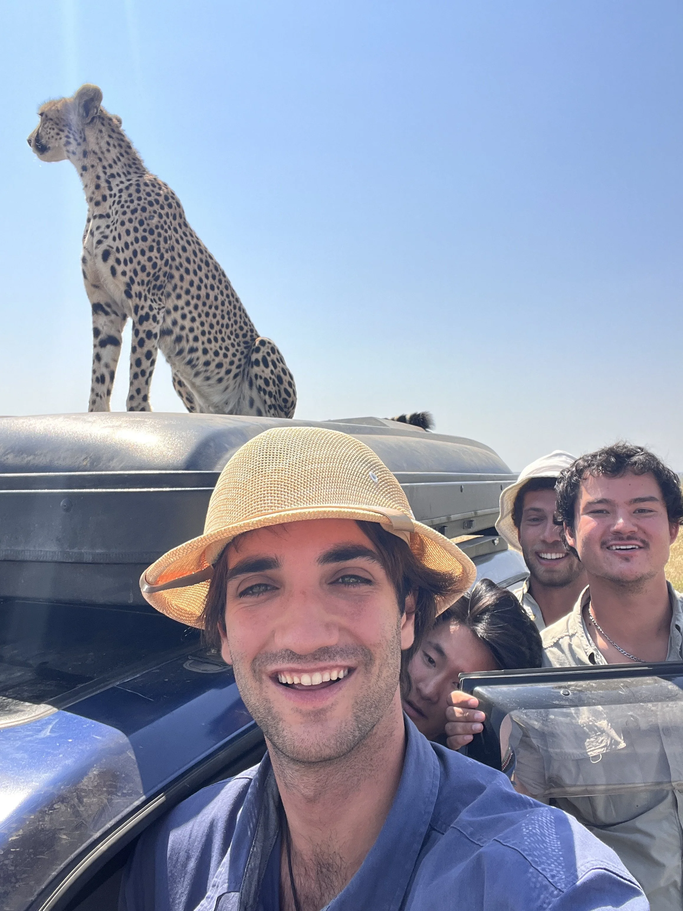 Cheetah on the car 