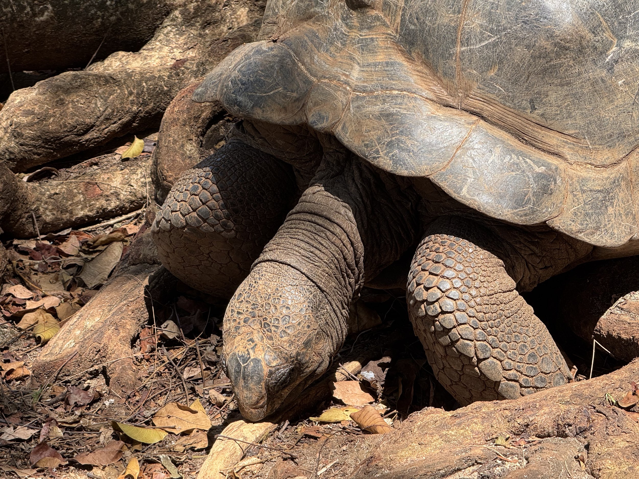  A very old tortoise 