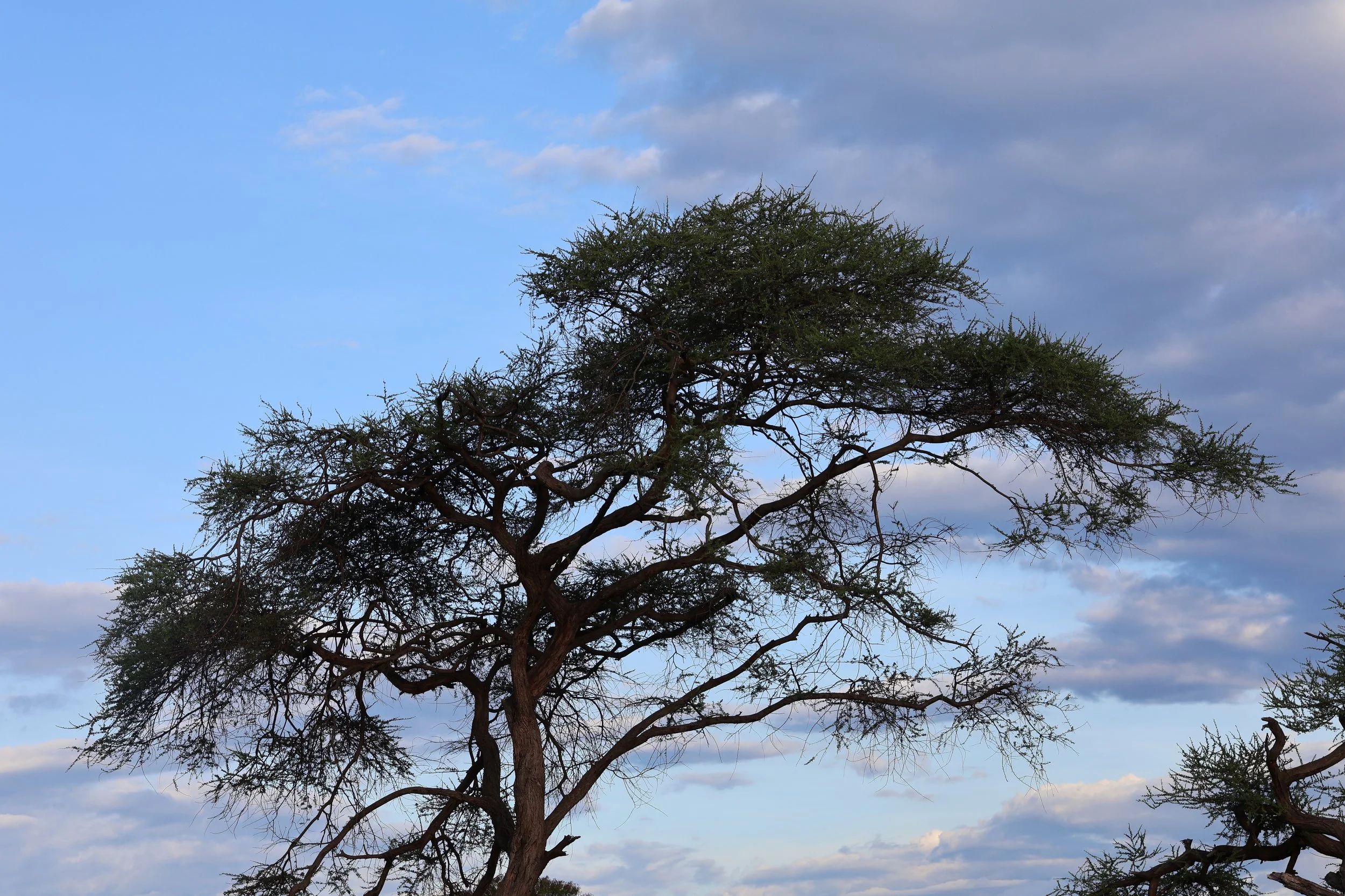  A Savannah tree 