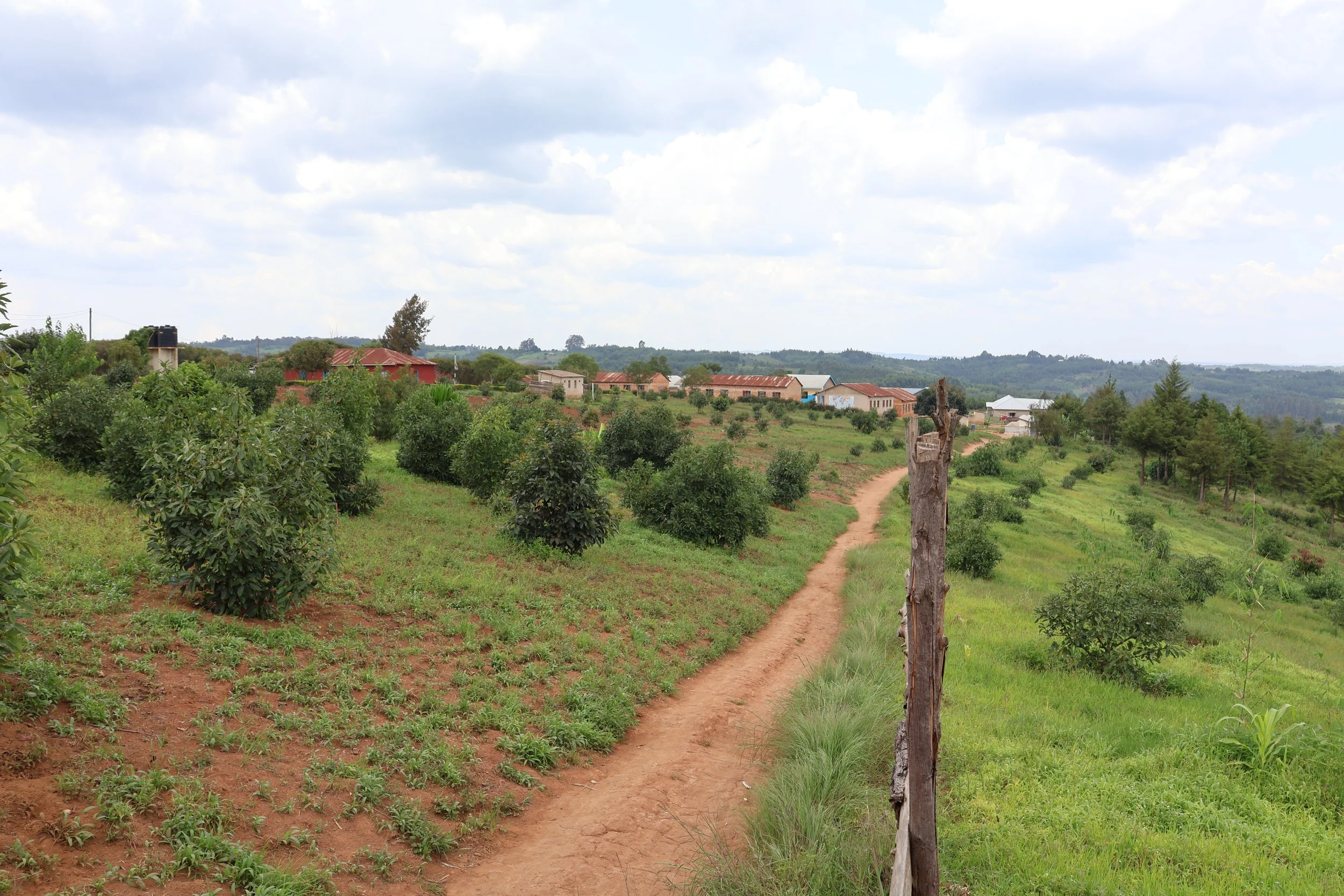  The avocado orchard 