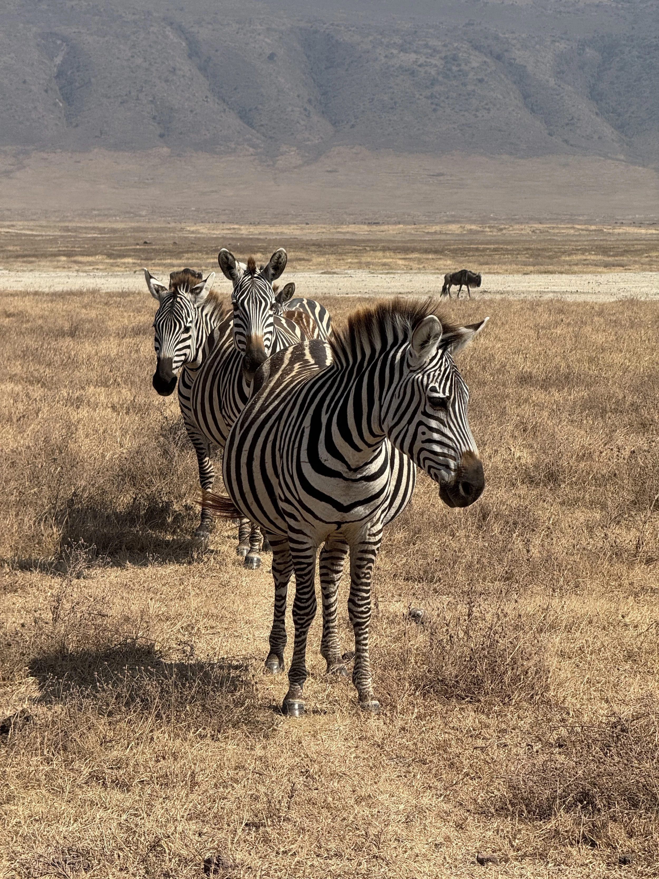  Zebras with lines in a line 