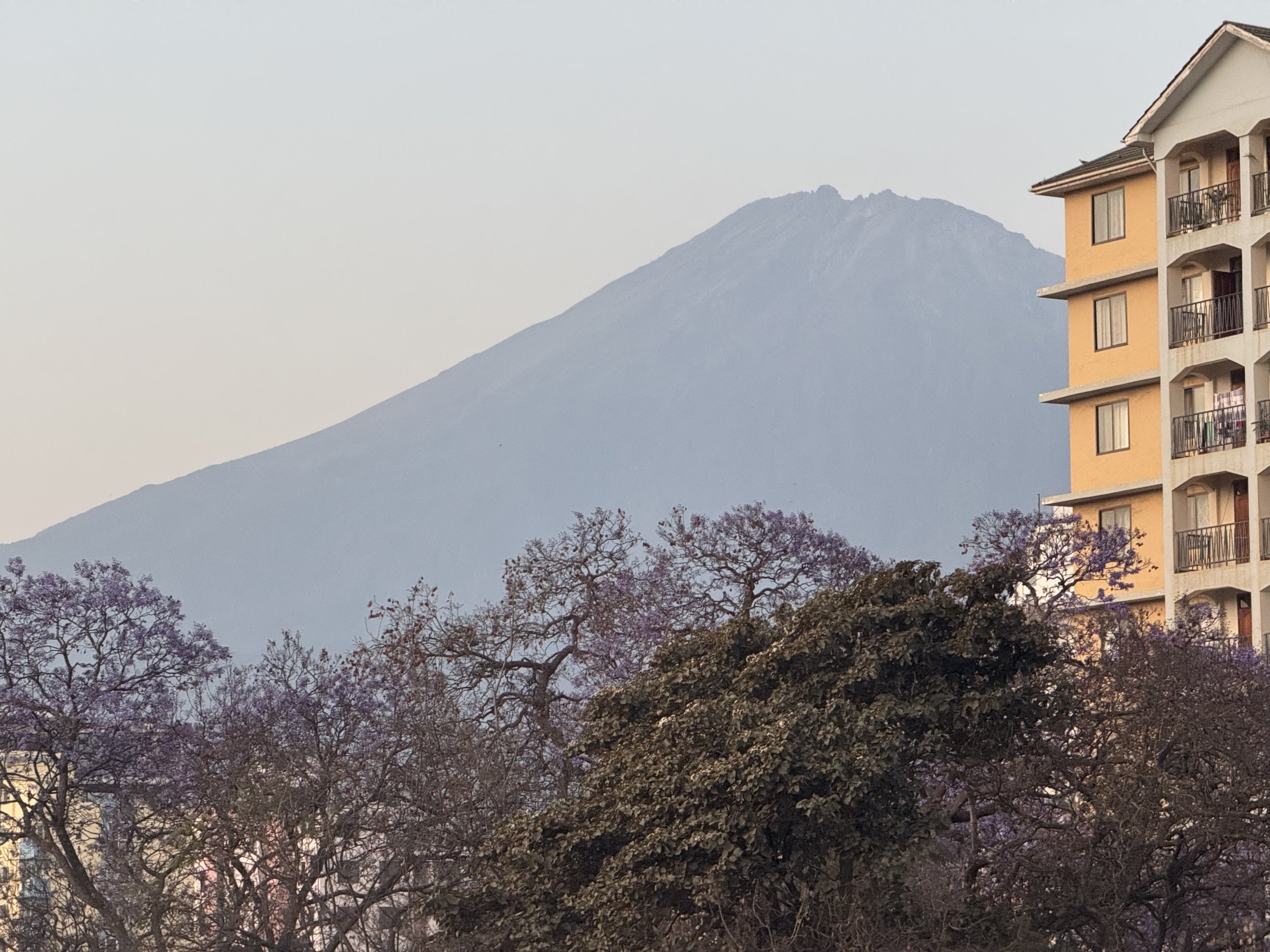  Mount Meru behind jacarandas in bloom 