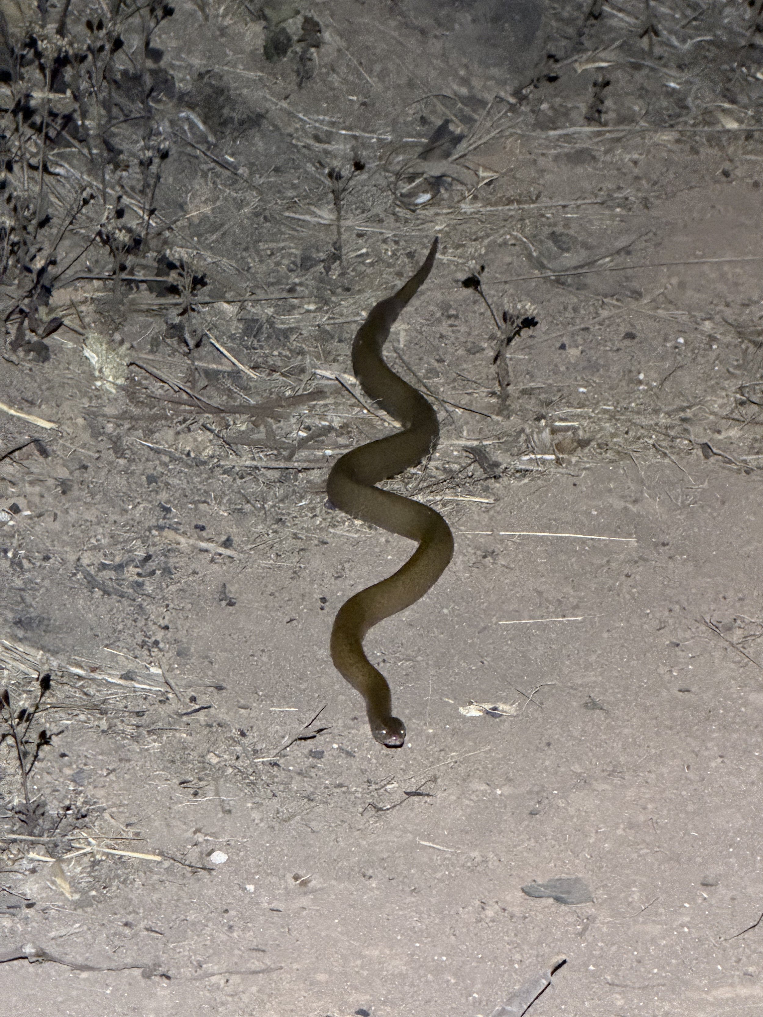  A highly venomous snake that I almost stepped on 