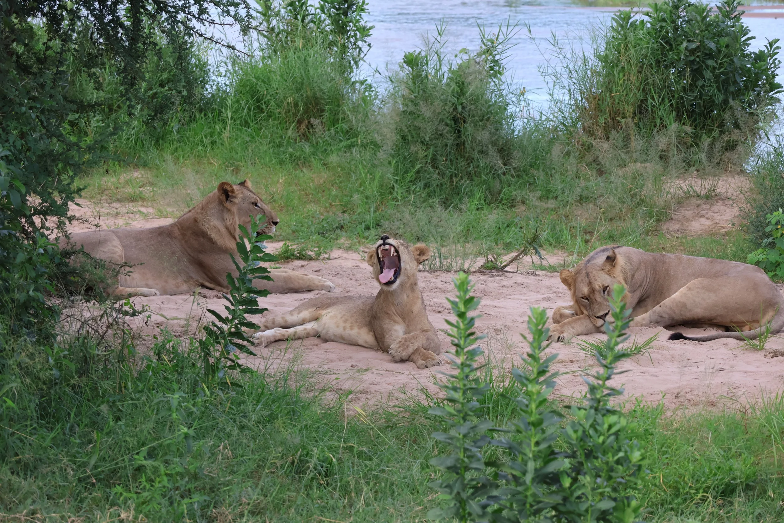  Big yawn 